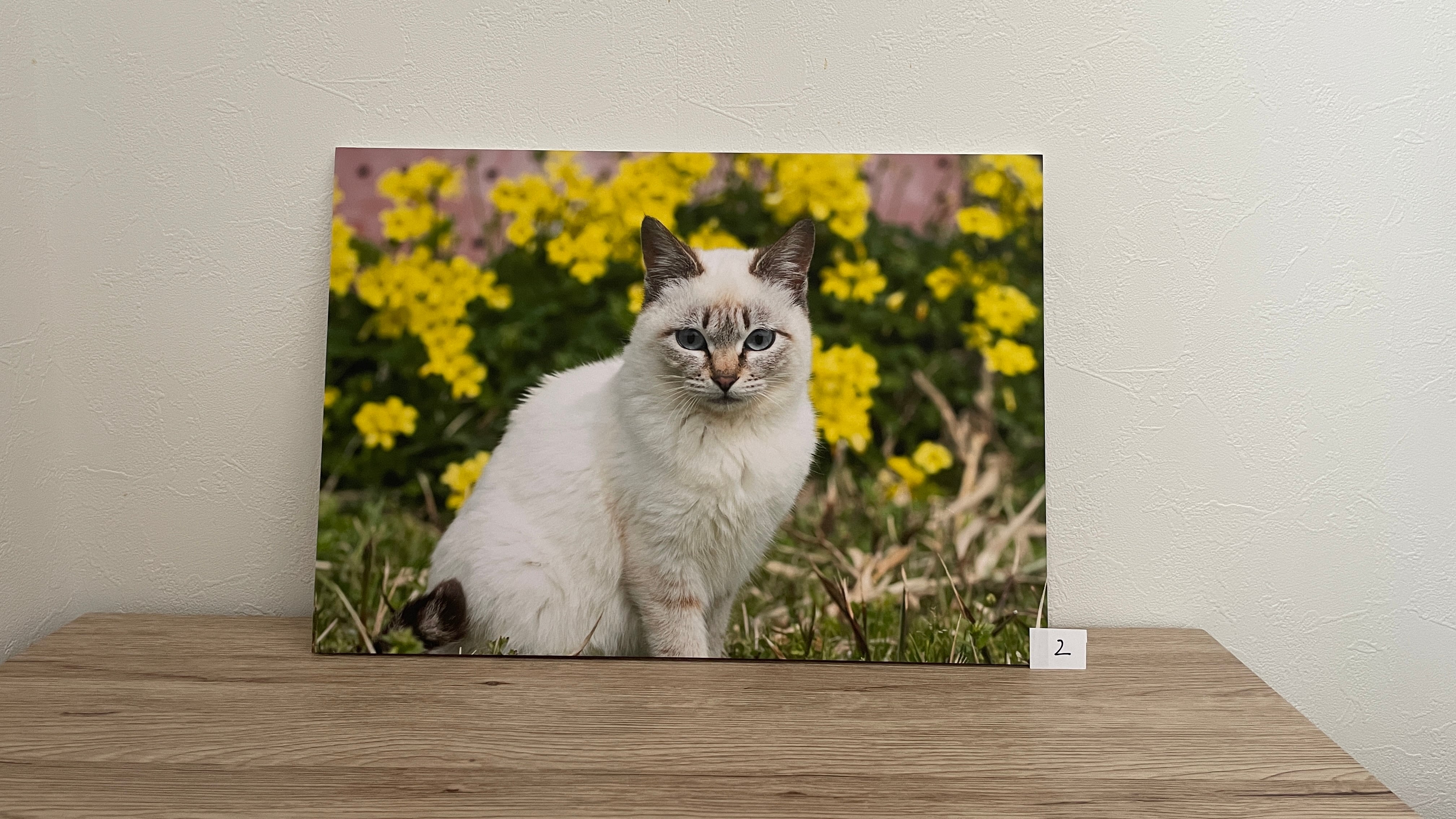 商品オーダー用 2サイズから選べます 17cm25cm 猫パネル生地 猫 商品オーダー用 2サイズから選べます 17cm25cm 猫パネル生地 猫