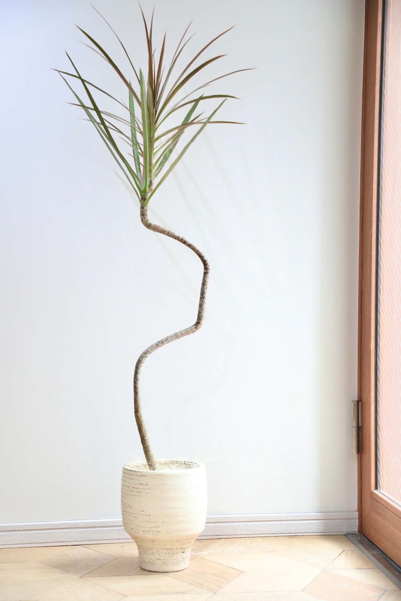 【L/125cm】コンシンネ レインボウ トリカラー　※陶器鉢カバー付き