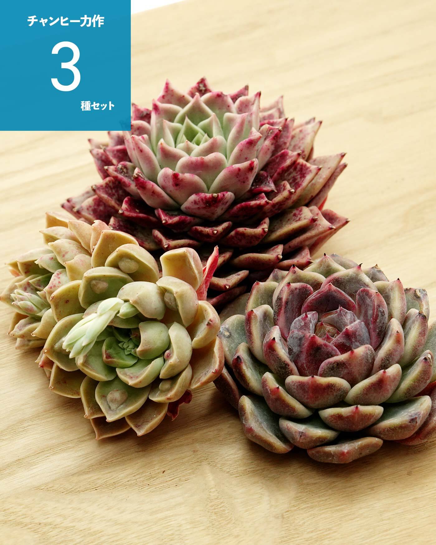 レア種・新品種 | PUKUBOOK SUCCULENTS