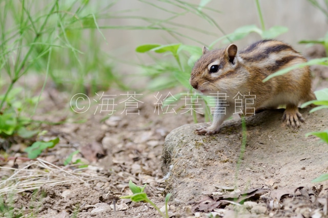 【ポストカード】おっとっと…【エゾシマリス】