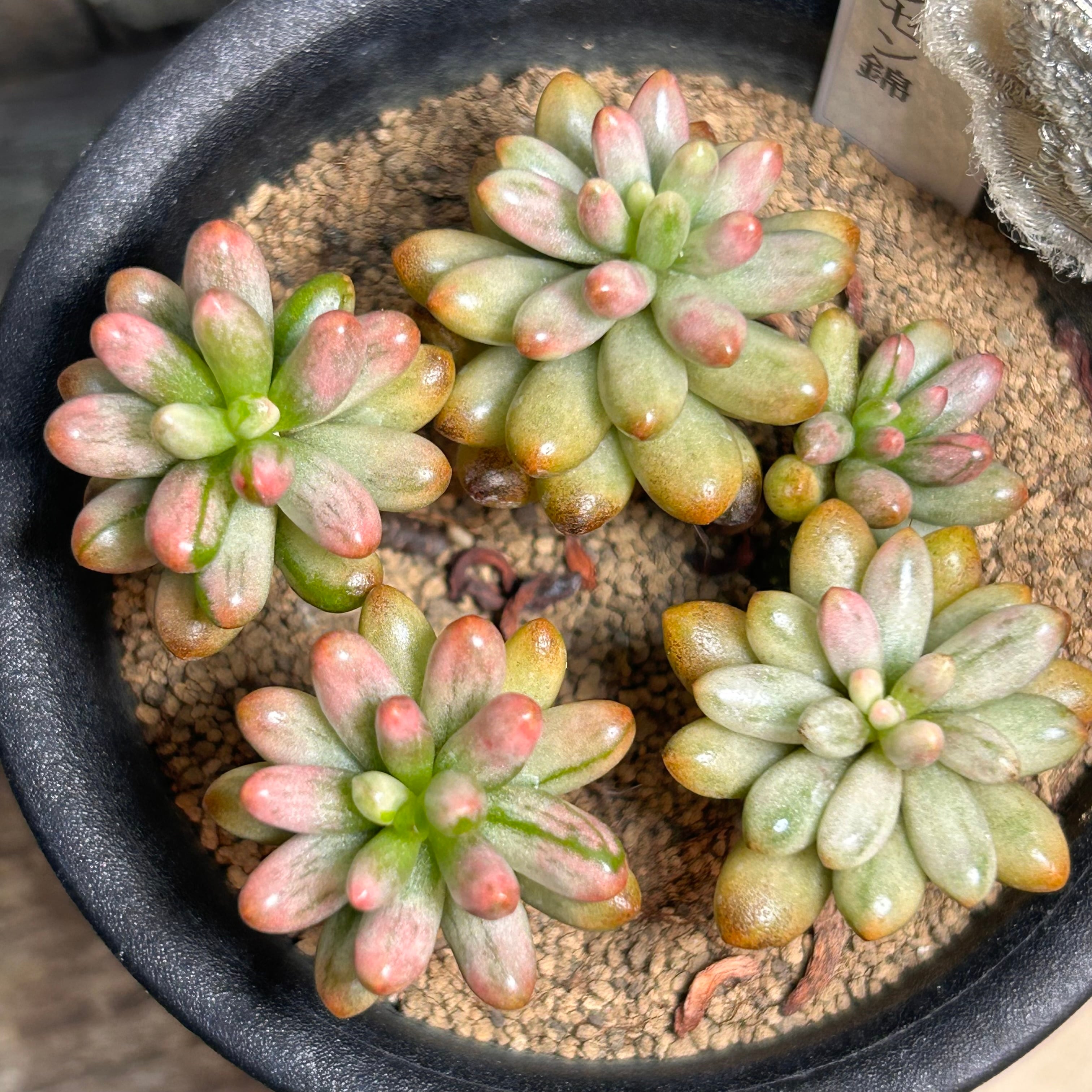 再入荷予定：A)クラウゼン錦 セダム | RuPo 多肉植物専門店