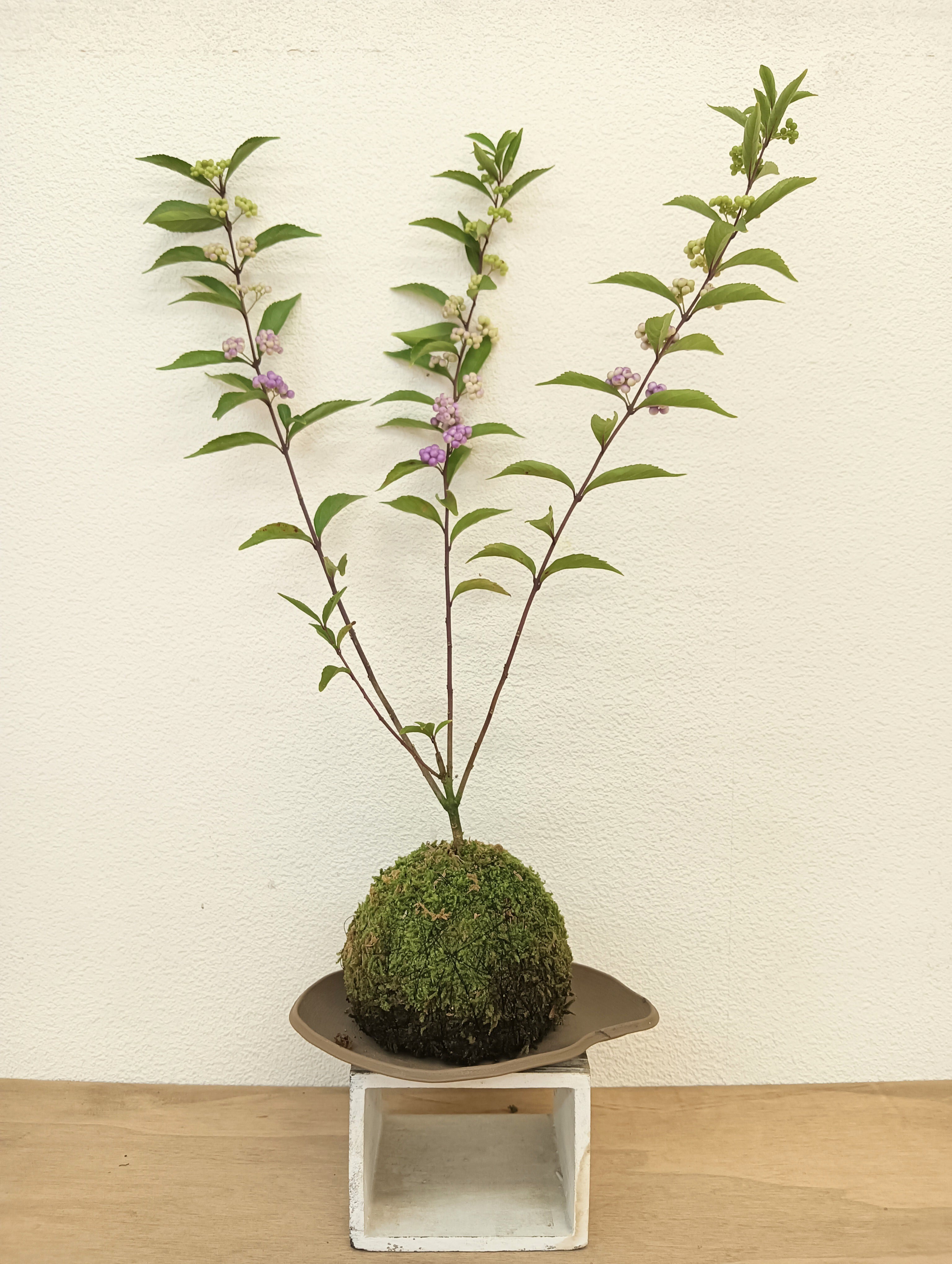 苔玉・苔 endo 苔玉・苔 endo MYK】KOKEDAMA-kubo 苔玉-窪 | 丸三安田瓦工業