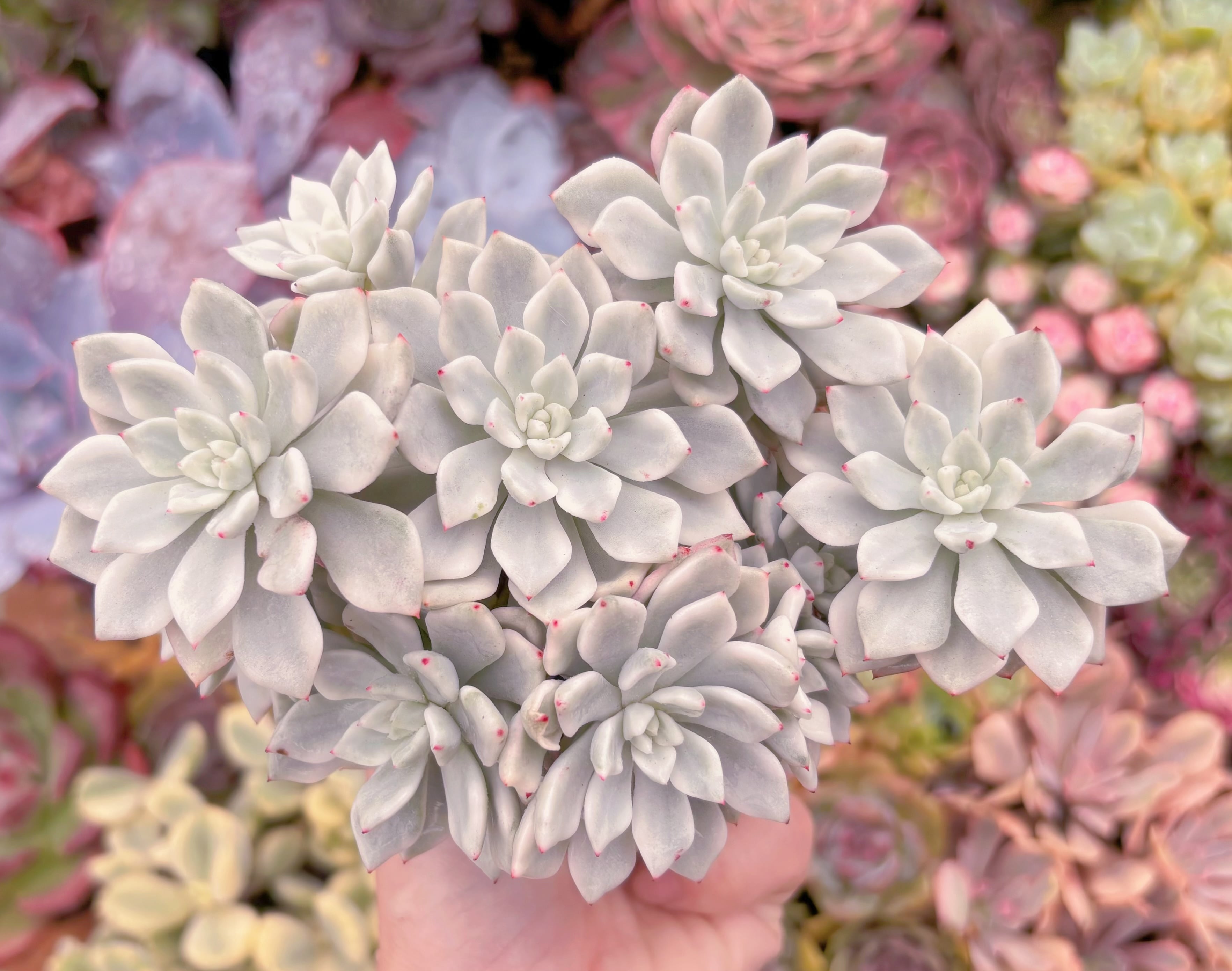 現品　雪の女王錦#003　群生　るる農園