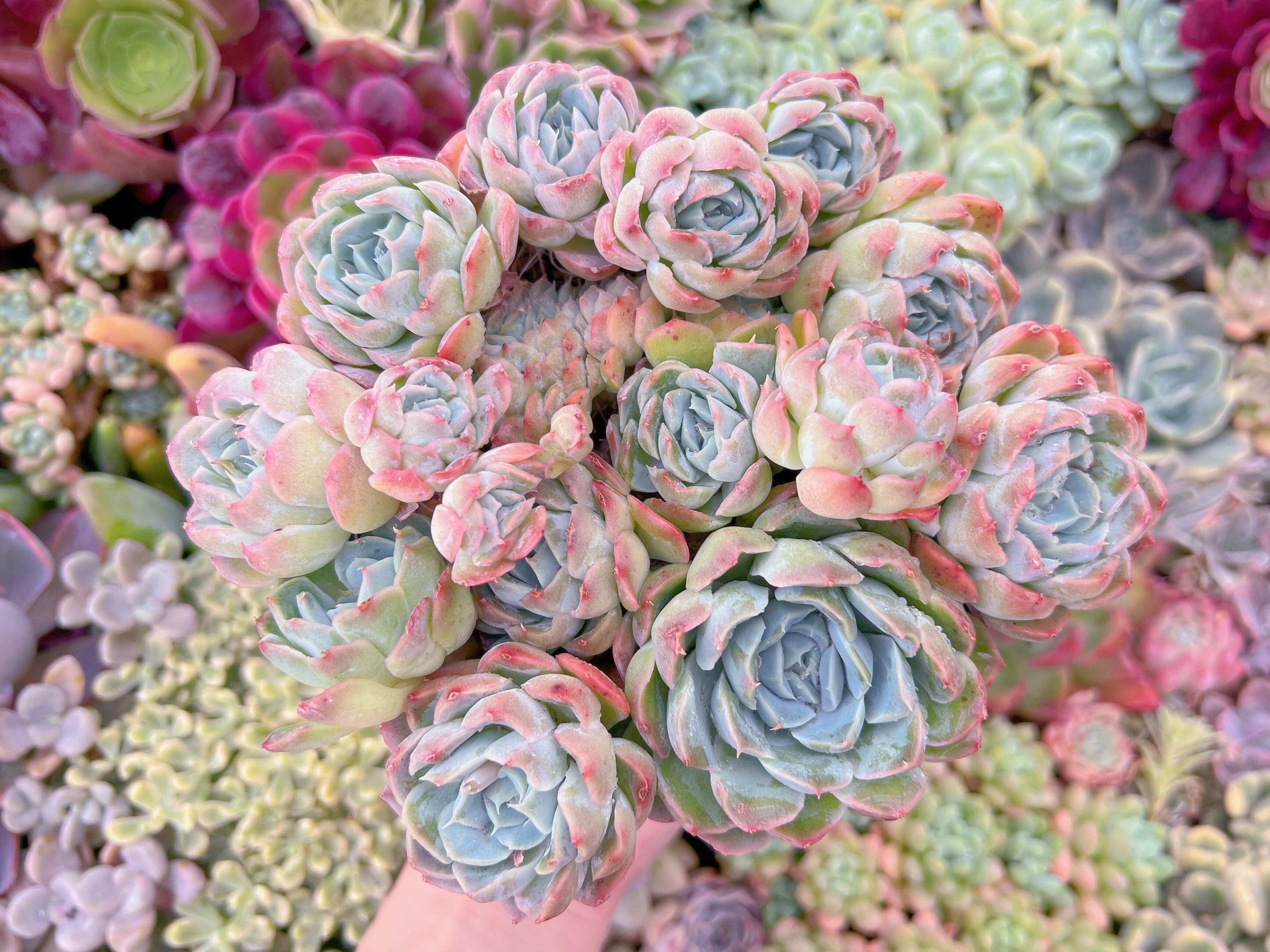 現品　Echeveria sanchez#F033　るる農園