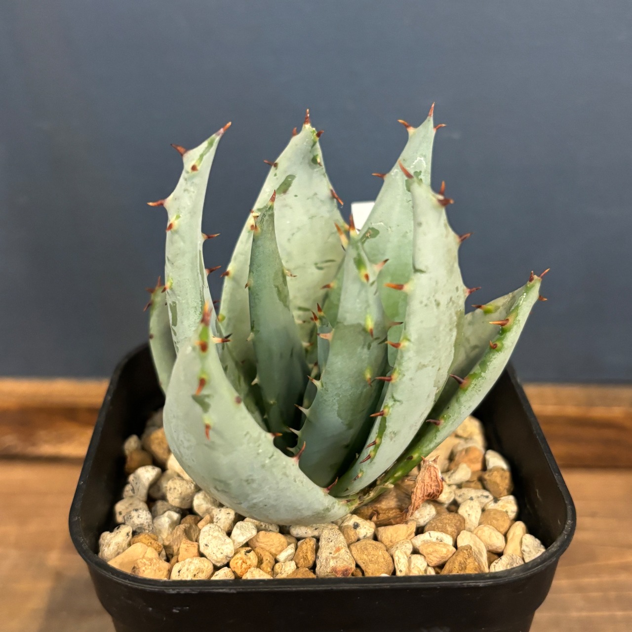 アロエ　ペグレラエ【989】