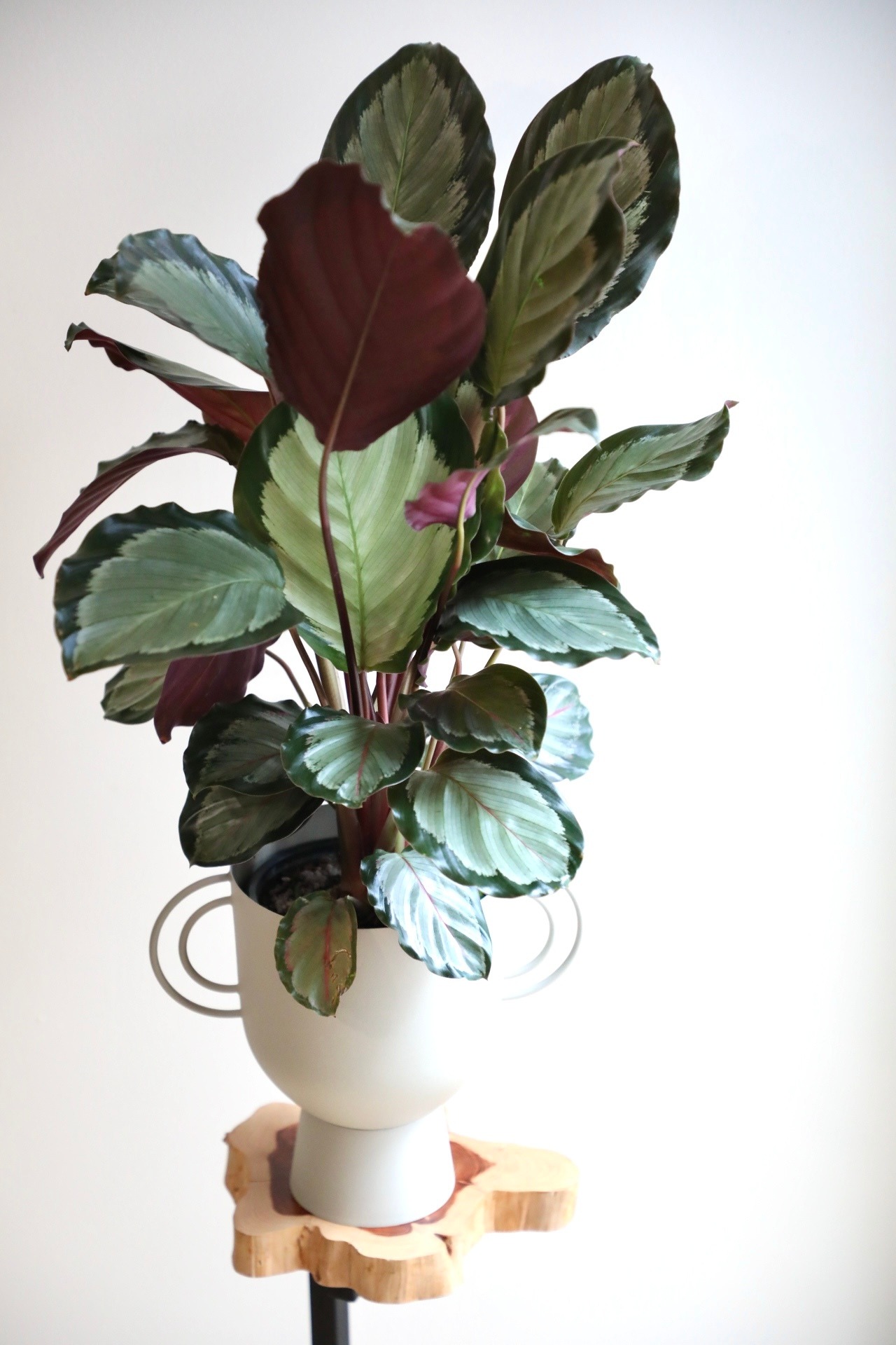 【M】カラテア ノーザンライト(５号)/Calathea ※スチール鉢カバー別売り