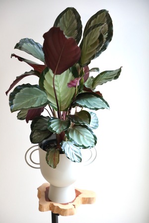 【M】カラテア ノーザンライト(５号)/Calathea ※スチール鉢カバー別売り