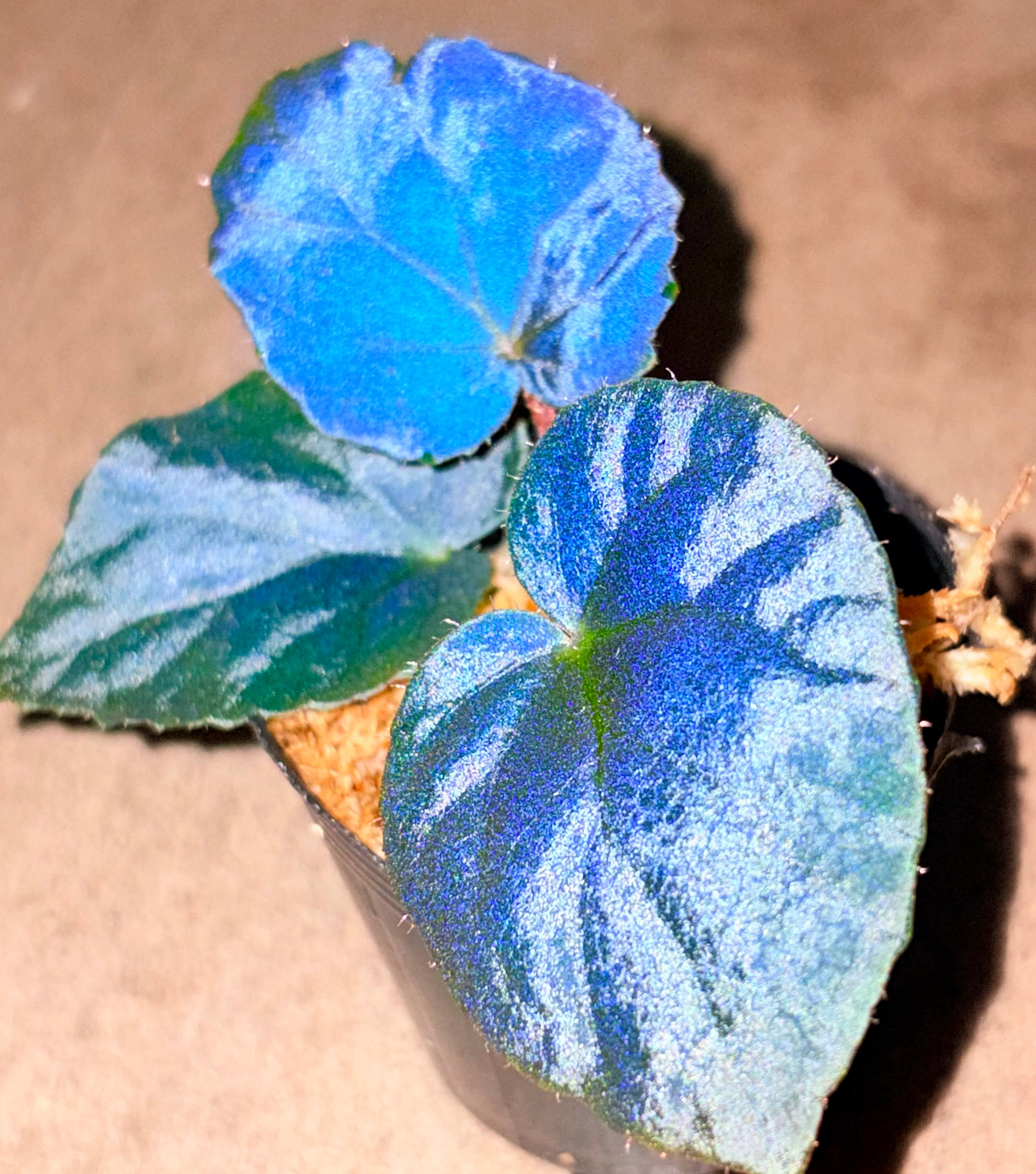 Begonia sp. Gabon 原種ベゴニア | 熱帯雨林植物専門店 トイ吉園芸