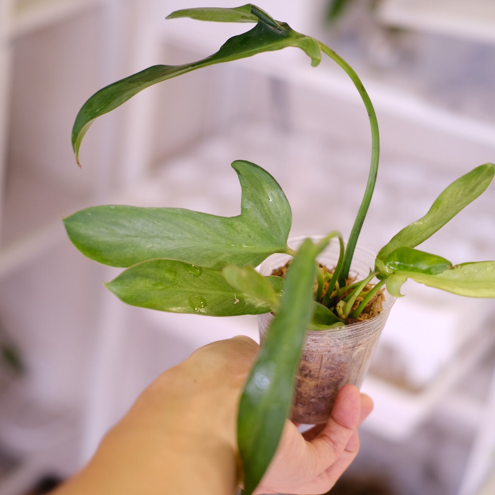 フィロデンドロン ロンギロバトム ミント│Philodendron longilobatum