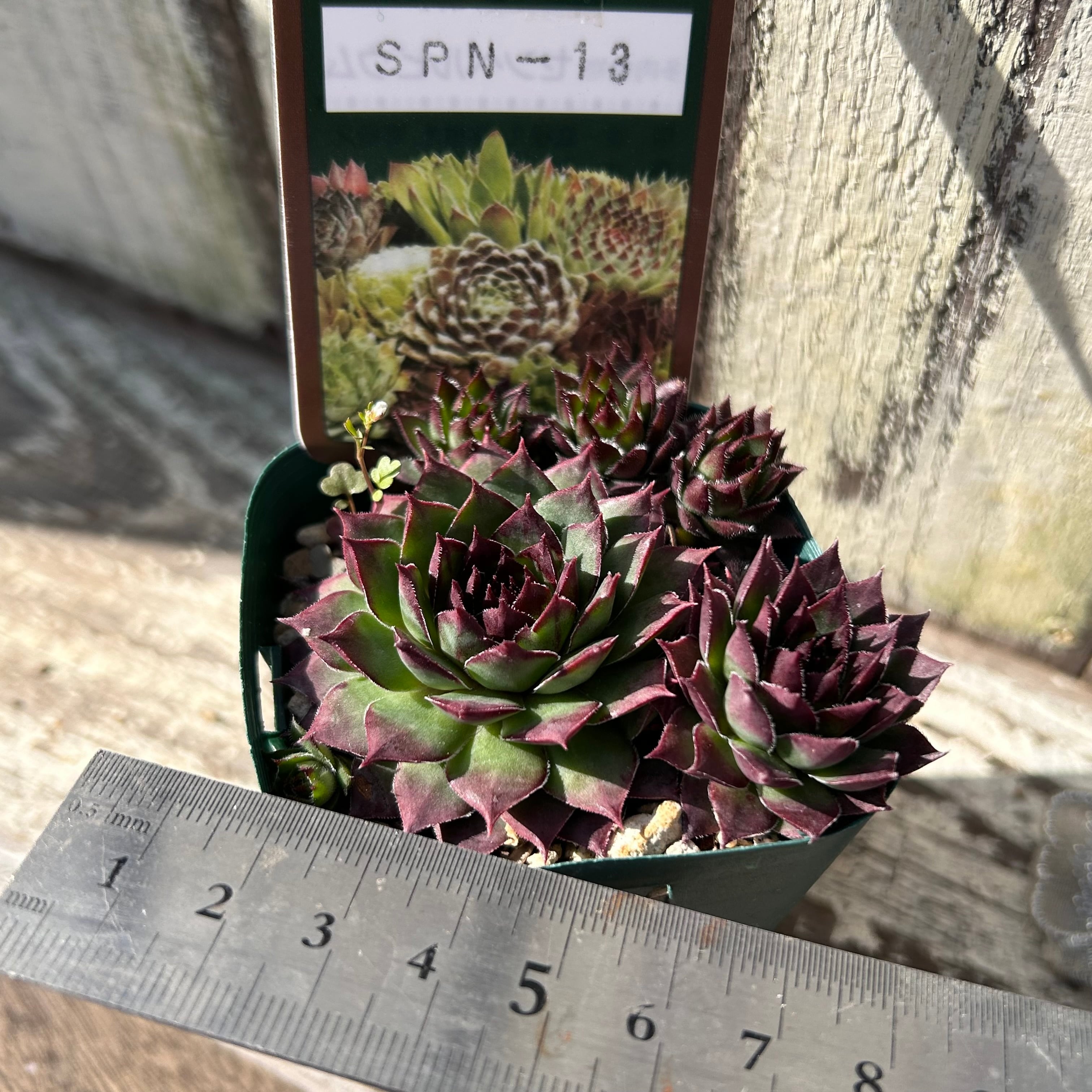 SPN-13 センペル | RuPo 多肉植物専門店