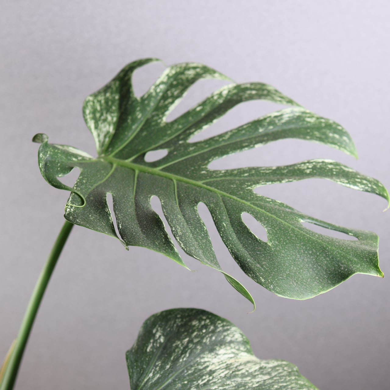 536『urban jungle モンステラ デビルモンスター』観葉植物【送料無料