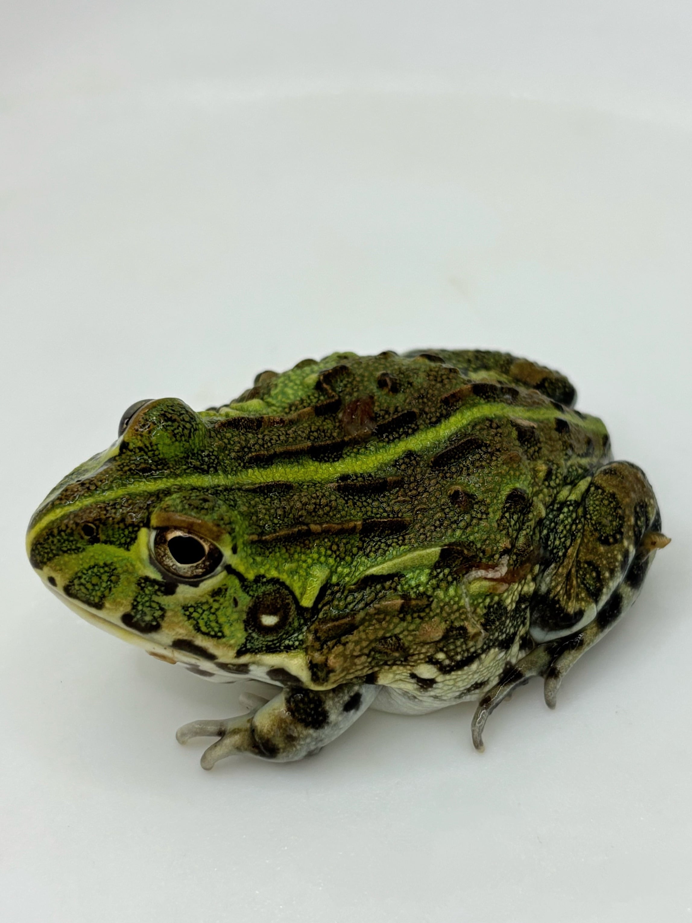 アフリカウシガエル③ 1匹 | まるころ商店〜まるくてころころした