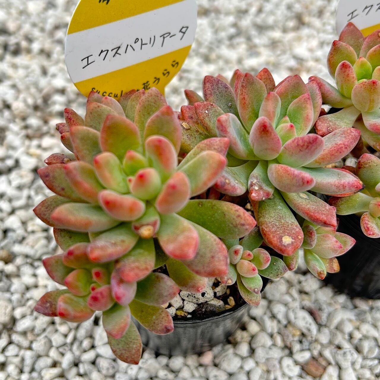 専用！多肉植物^o^  希少交配種　花うらら×達磨秀麗　小苗 おはな（だるま姫秋麗x花うらら） - メルカリ