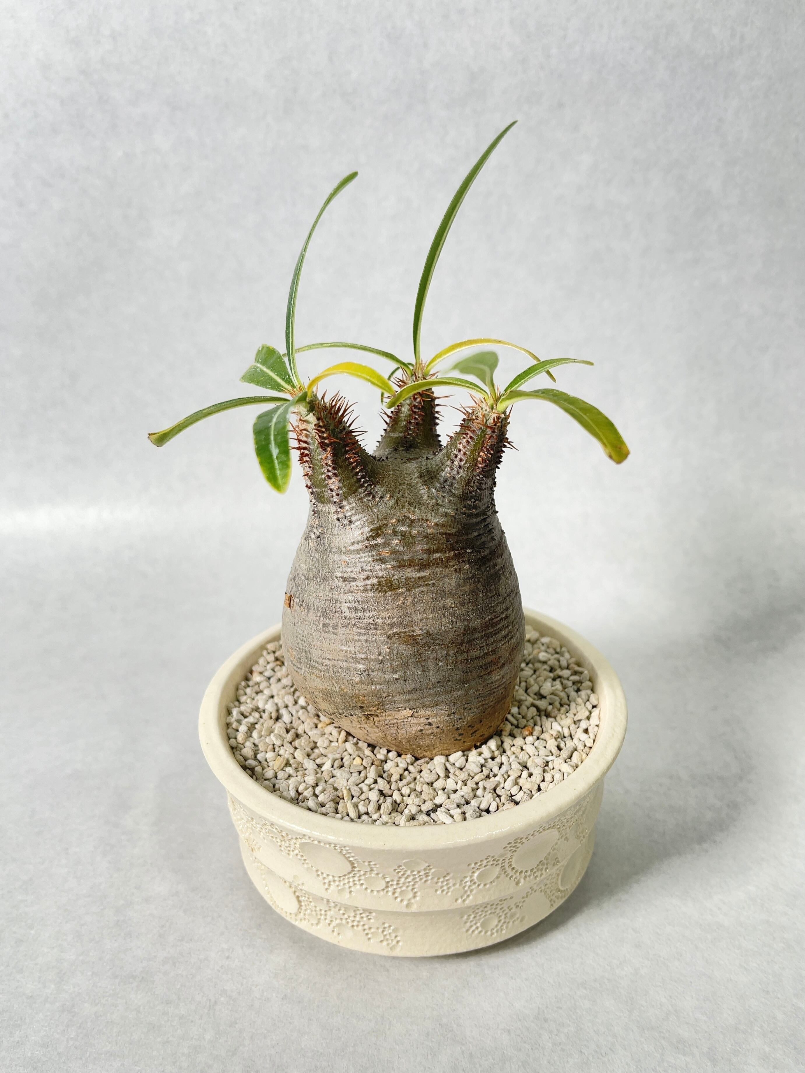 パキポディウム・グラキリス | trigger