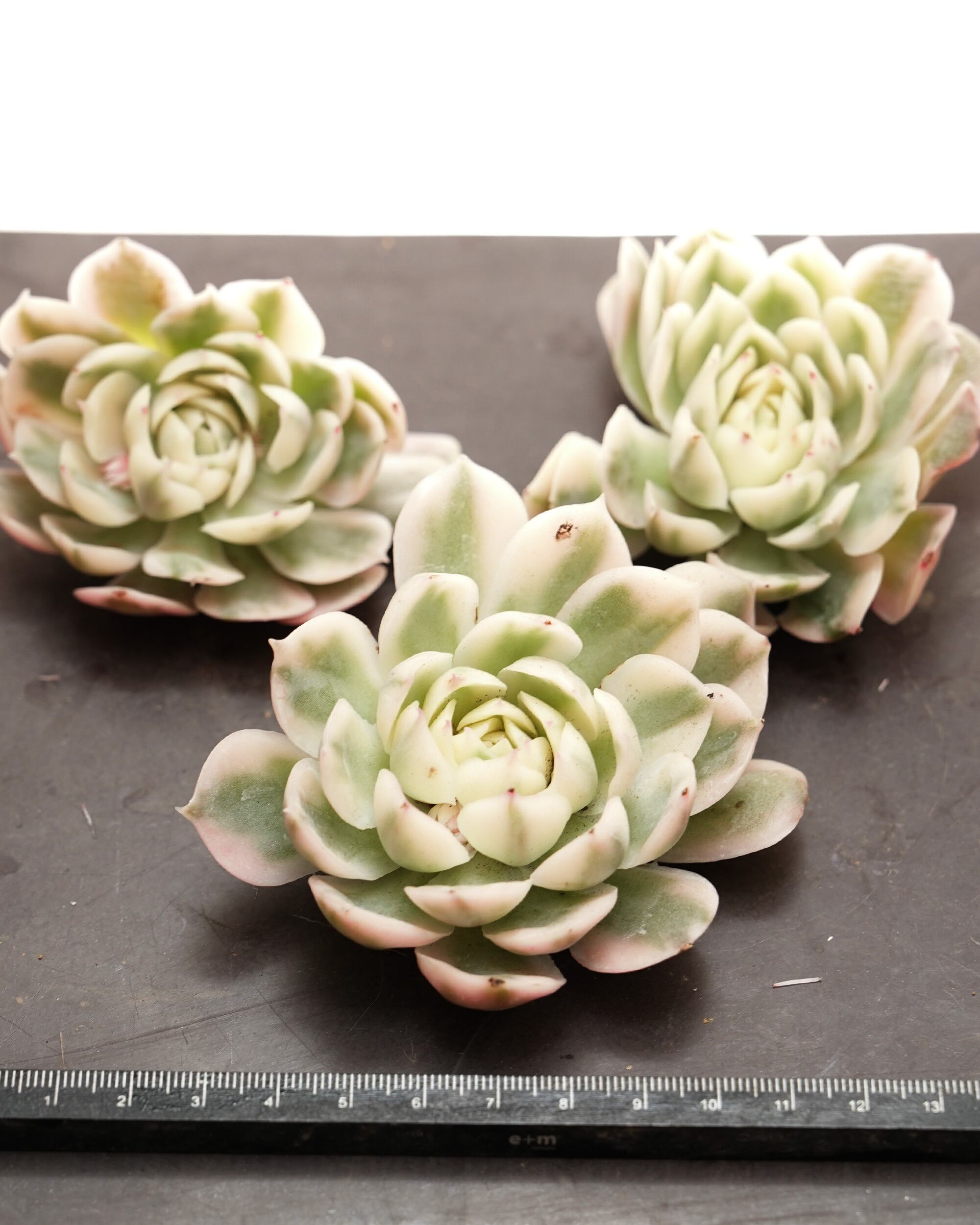 NEW RELEASE | PUKUBOOK SUCCULENTS