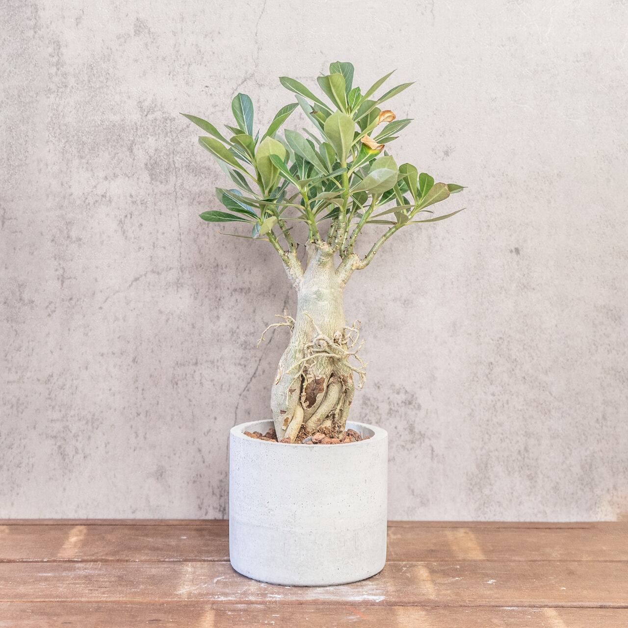 アデニウム｜荒々しい幹姿が魅力の塊根植物【手づくり鉢仕立て】