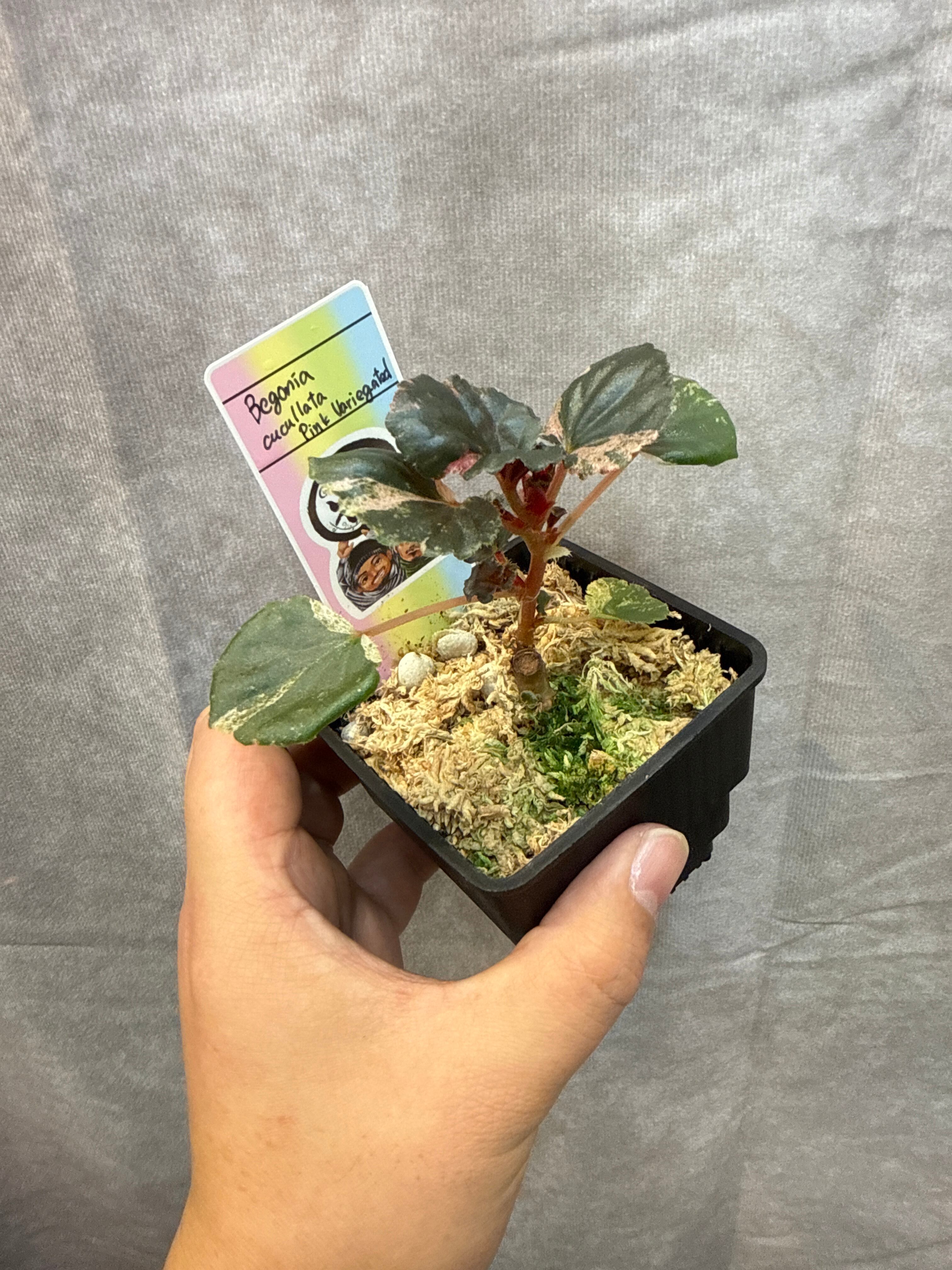 Begonia cucullata pink variegated / ククラータピンク斑入り