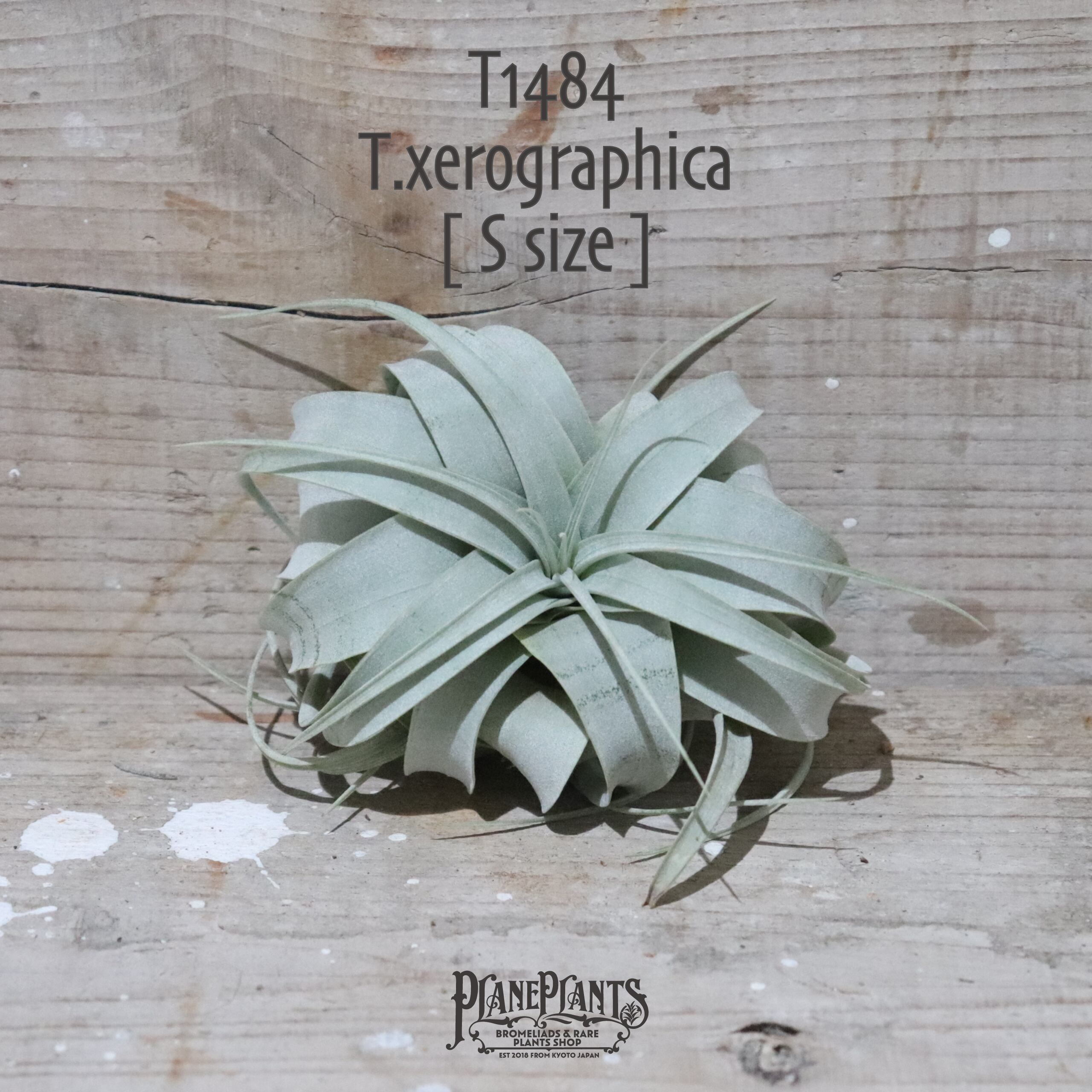 【送料無料】xerographica S〔エアプランツ〕現品発送T1484