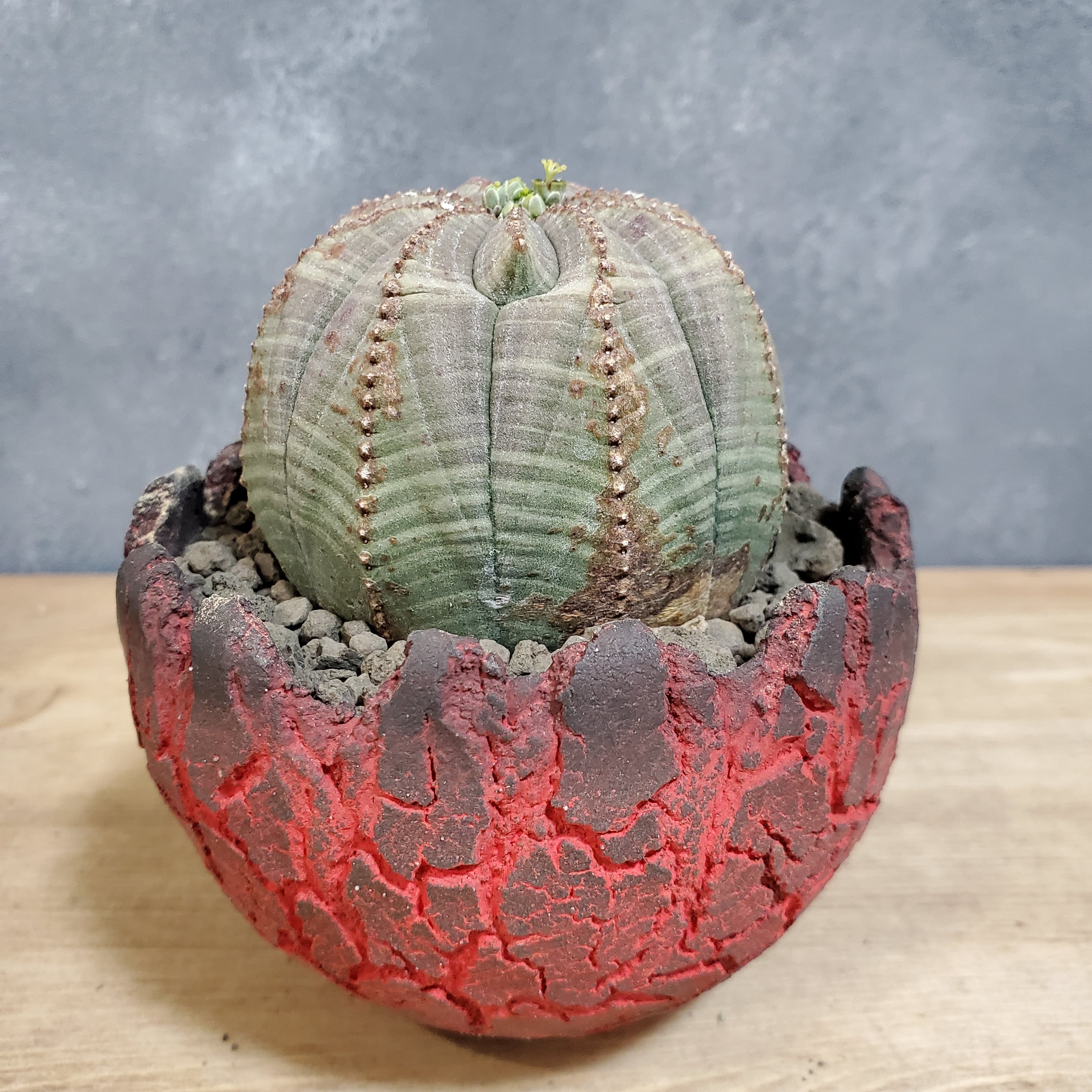 セット販売【オベサ+鉢】セキグチタカヒト氏“Opot” Euphorbia セット販売【オベサ+鉢】セキグチタカヒト氏“Opot” Euphorbia