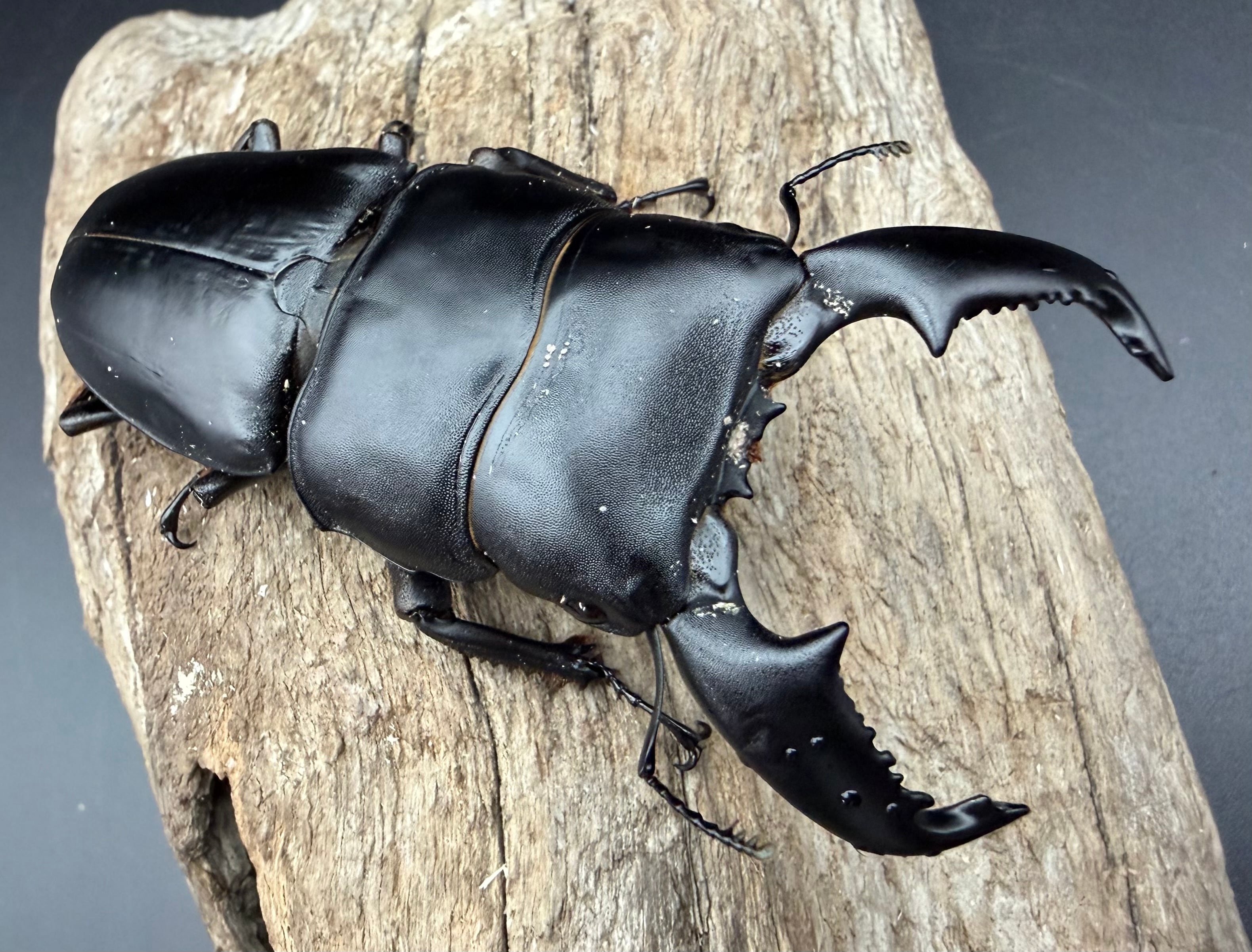 【昆虫標本】パラワン、ゼブラ、フルストルファー、スマトラ WD】《スマトラオオヒラタ アチェ産 85mm ペア》 | KPW公式オンライン