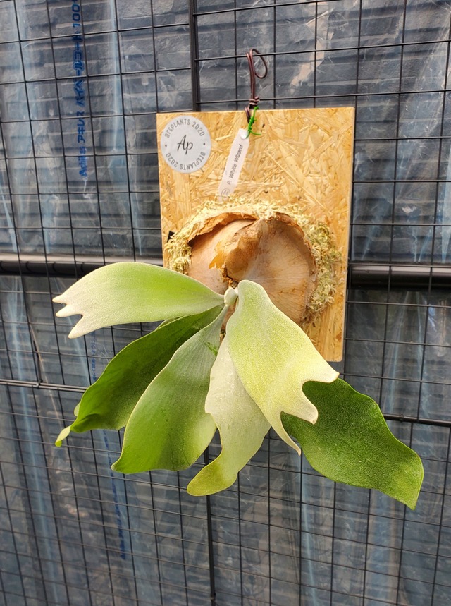 P.White Wezard 【artPLANTs】ビカクシダ/Platycerium