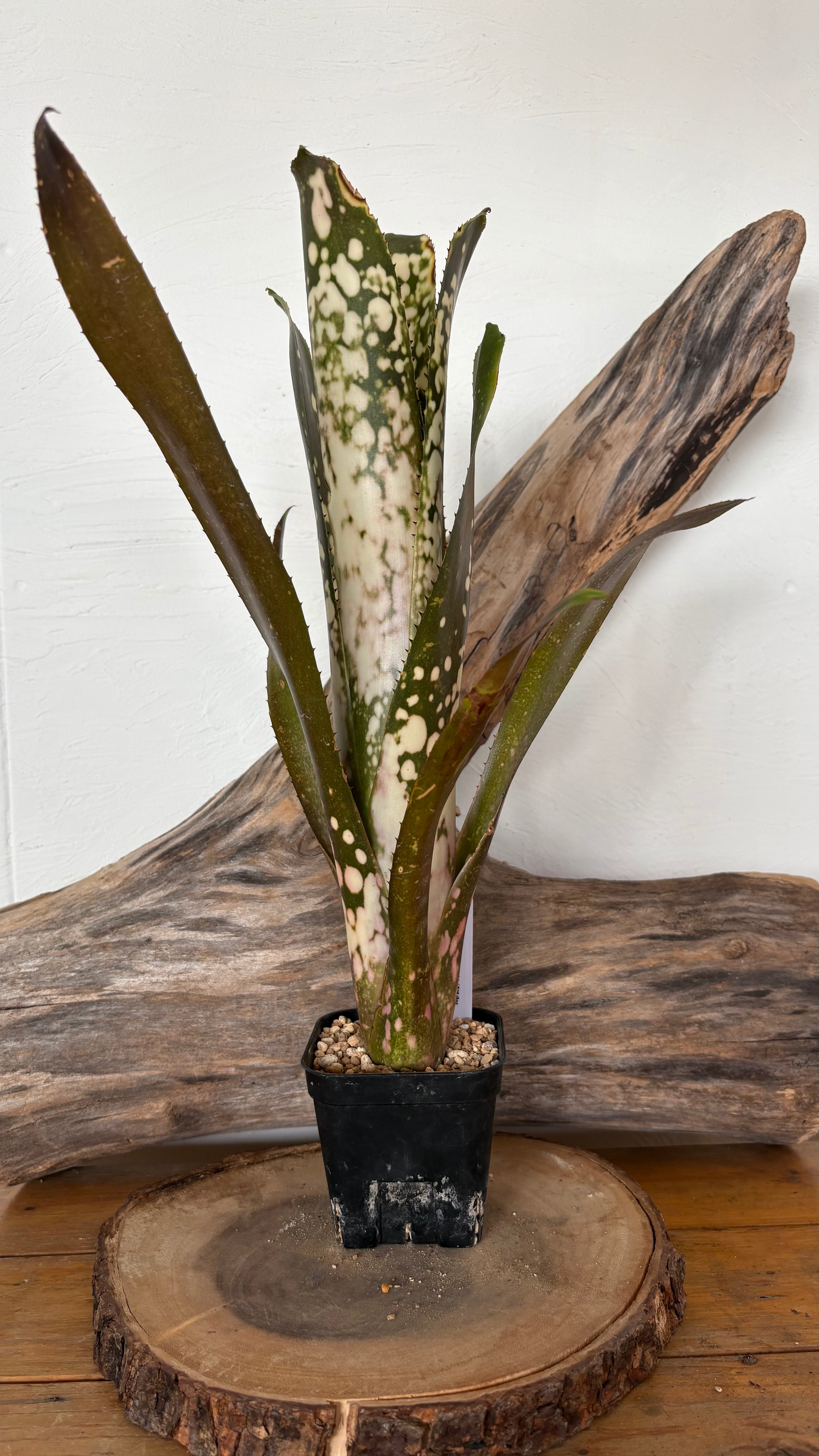 Billbergia DM x hallelujah　ビルベルギア ビルベルギア ドミンゴス×ハレルヤ/Billbergia DM×Hallelujah | Joy Grove