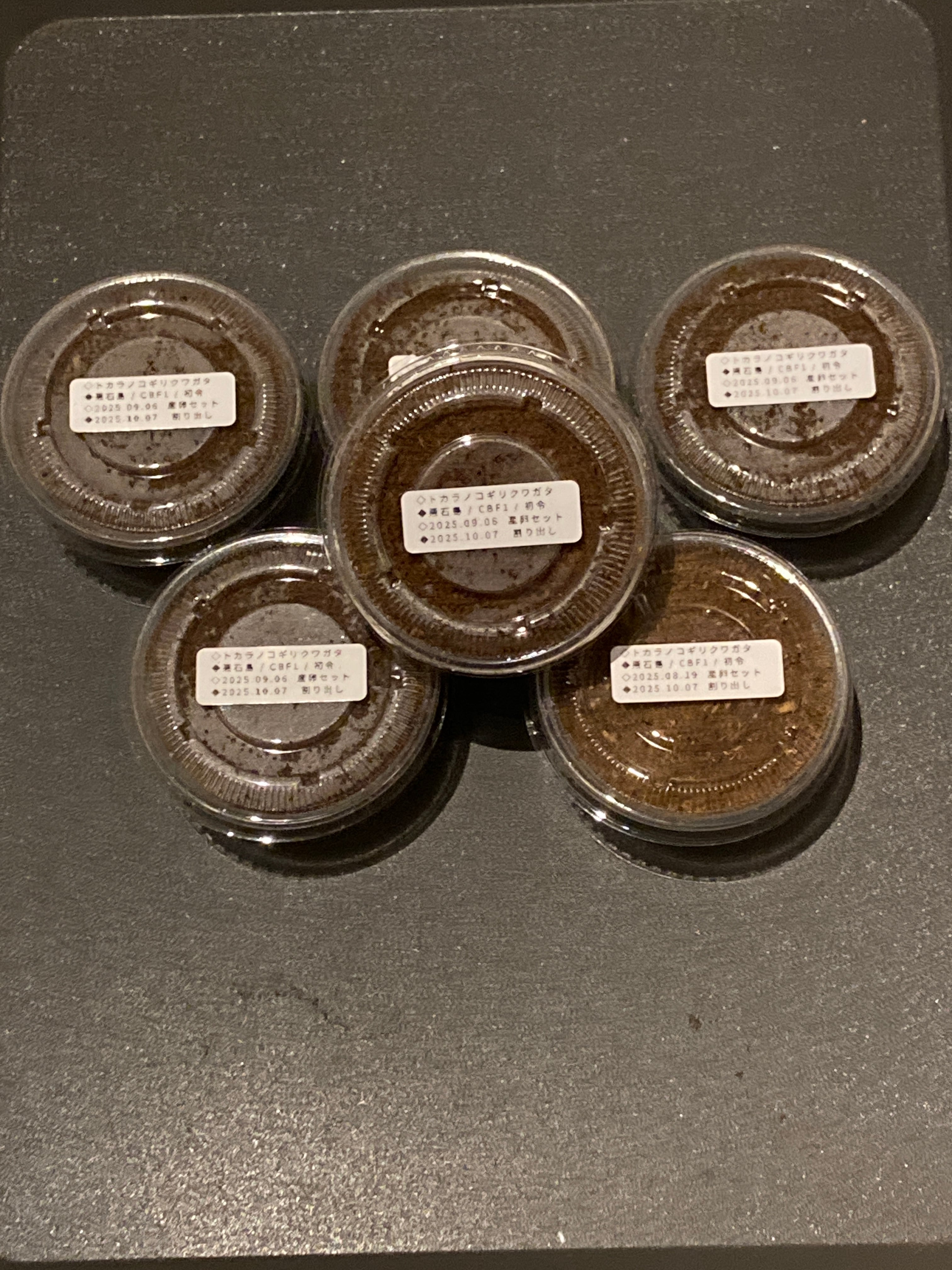 最終販売！【悪石島/幼虫6匹】トカラノコギリクワガタ | トカラ屋