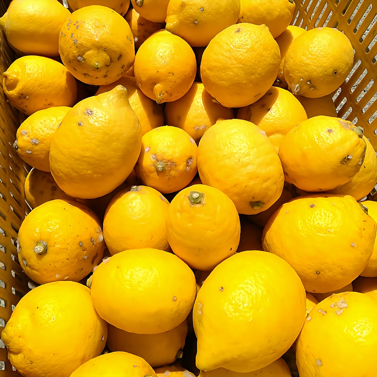 【有機栽培　熊本県天草産の柑橘類】レモン（1Kg）（有機JAS認証対応商品）