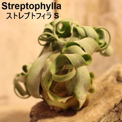エアプランツ Streptophylla S