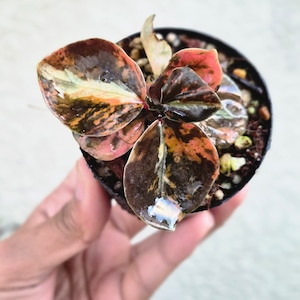 ②《Peperomia Metalica Orange Variegated》ペペロミア メタリカ オレンジ斑 観葉植物 /ポット発送