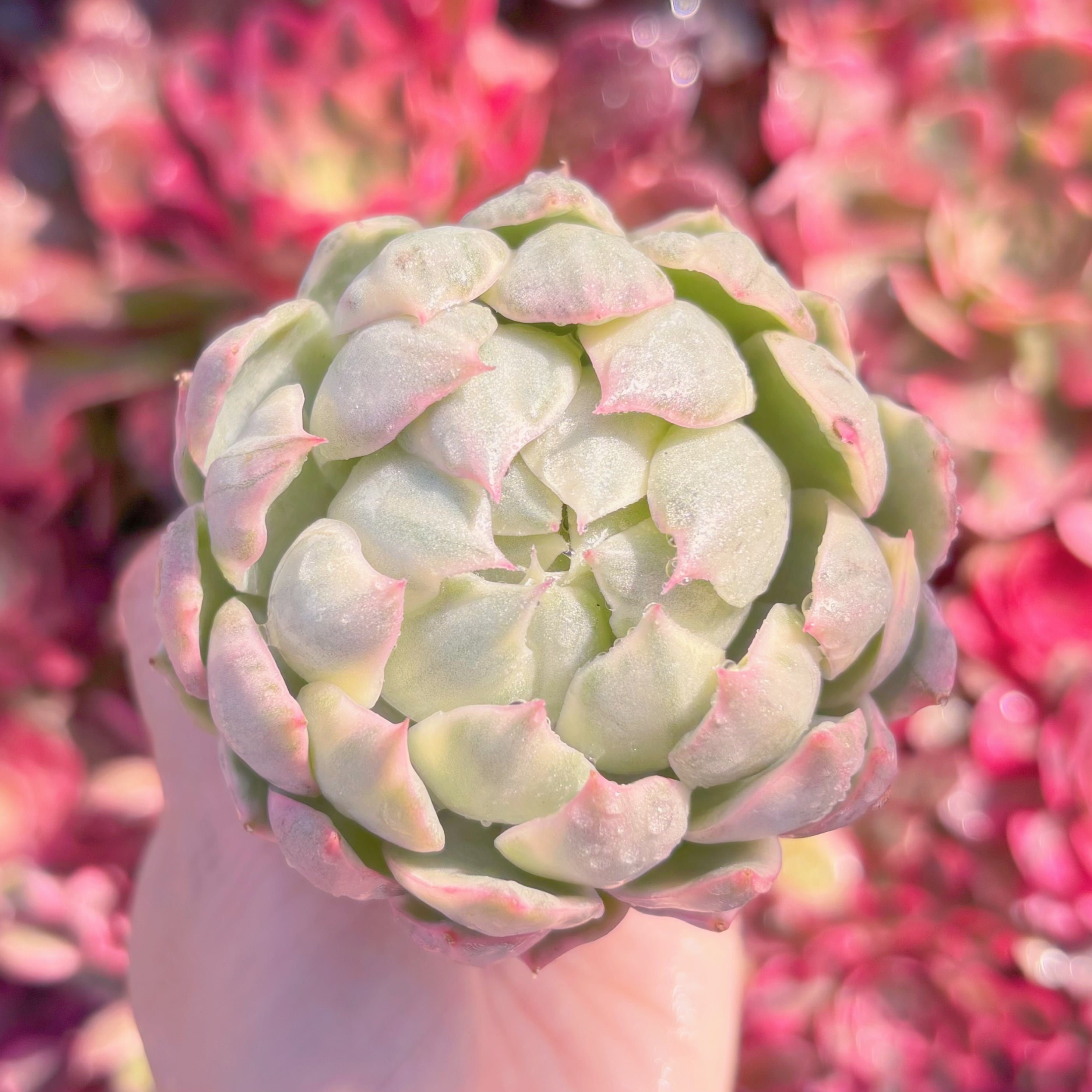 多肉植物　雪白マリア錦　新入荷　るる農園