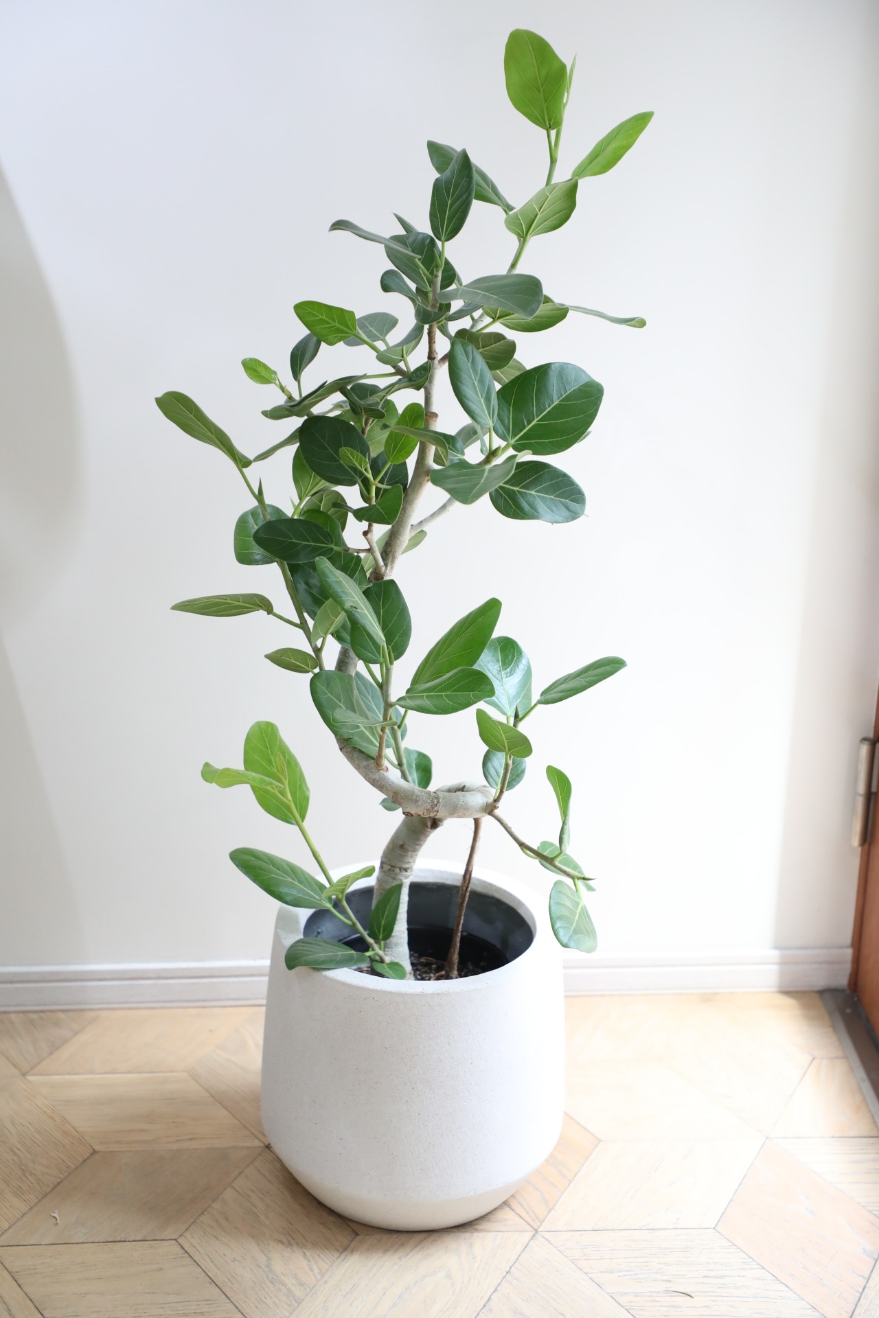 【渋谷区周辺エリア/配送料無料】【L/120cm】フィカス ベンガレンシス/Ficus benghalensis ※陶器鉢カバー別売り