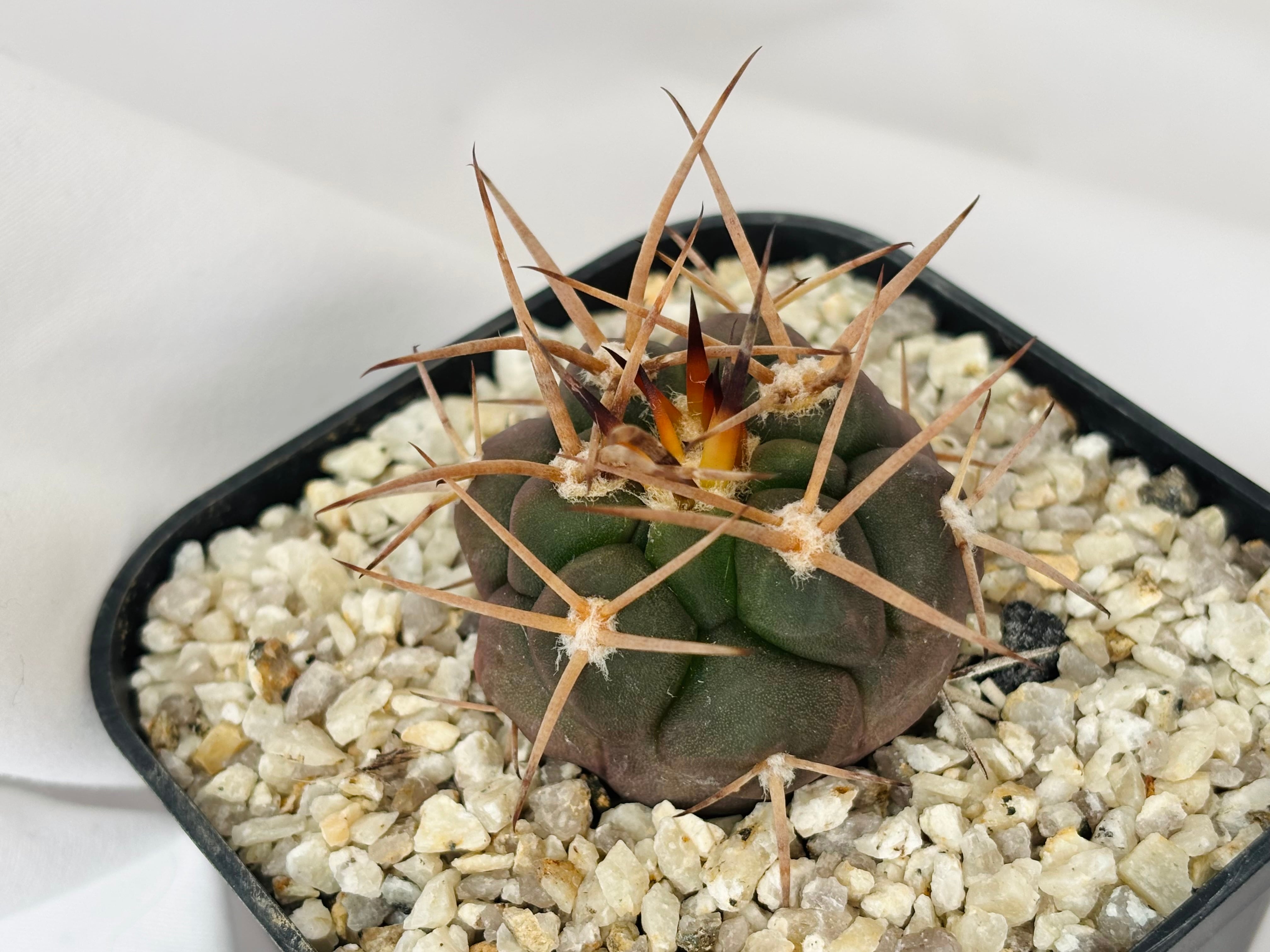 Gymnocalycium mazanense ギムノカリキウム 守金魔天竜 サボテン