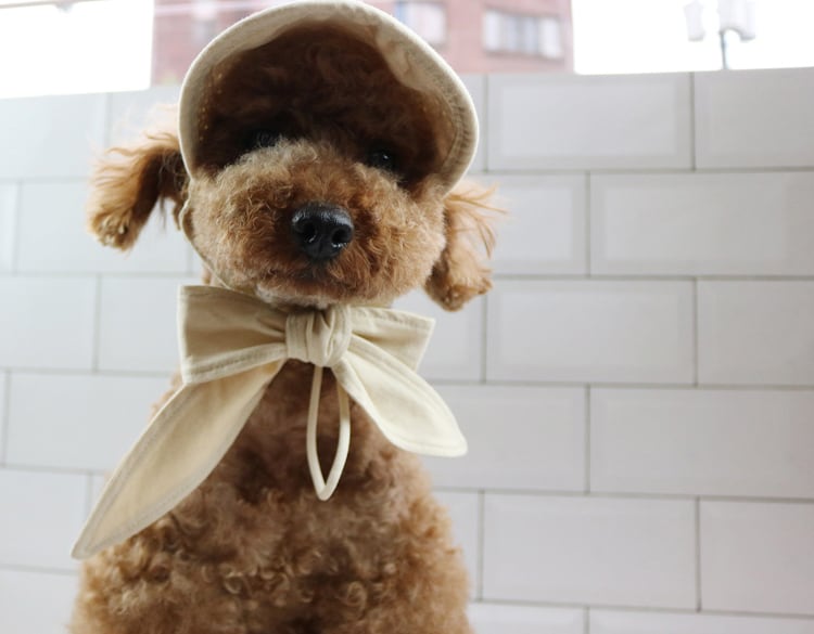 straw bonnet hat 2color / 犬 麦わら帽子 ドッグウェア 小型犬 中型犬 犬帽子 犬の帽子 夏 麦わらボンネット帽子 韓国 犬服