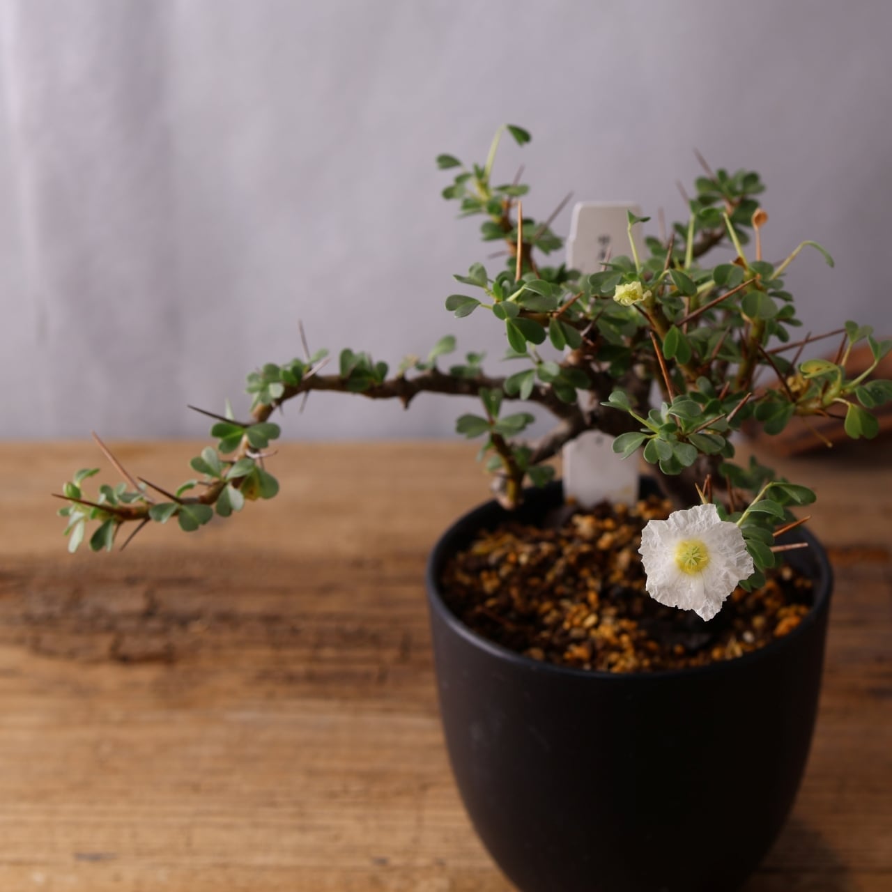 337トゲの中に映える白花『モンソニア バンデリエティアエ』観葉植物