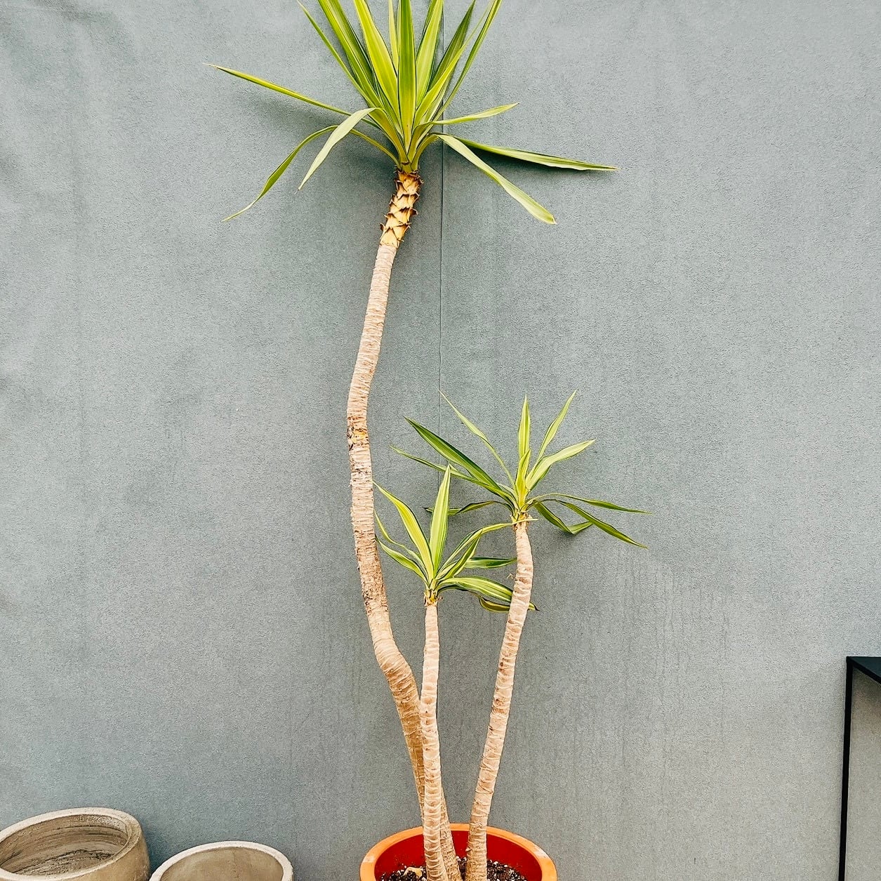 現品］52番 ユッカ エレファンティペス 斑入り 10号 観葉植物 室内