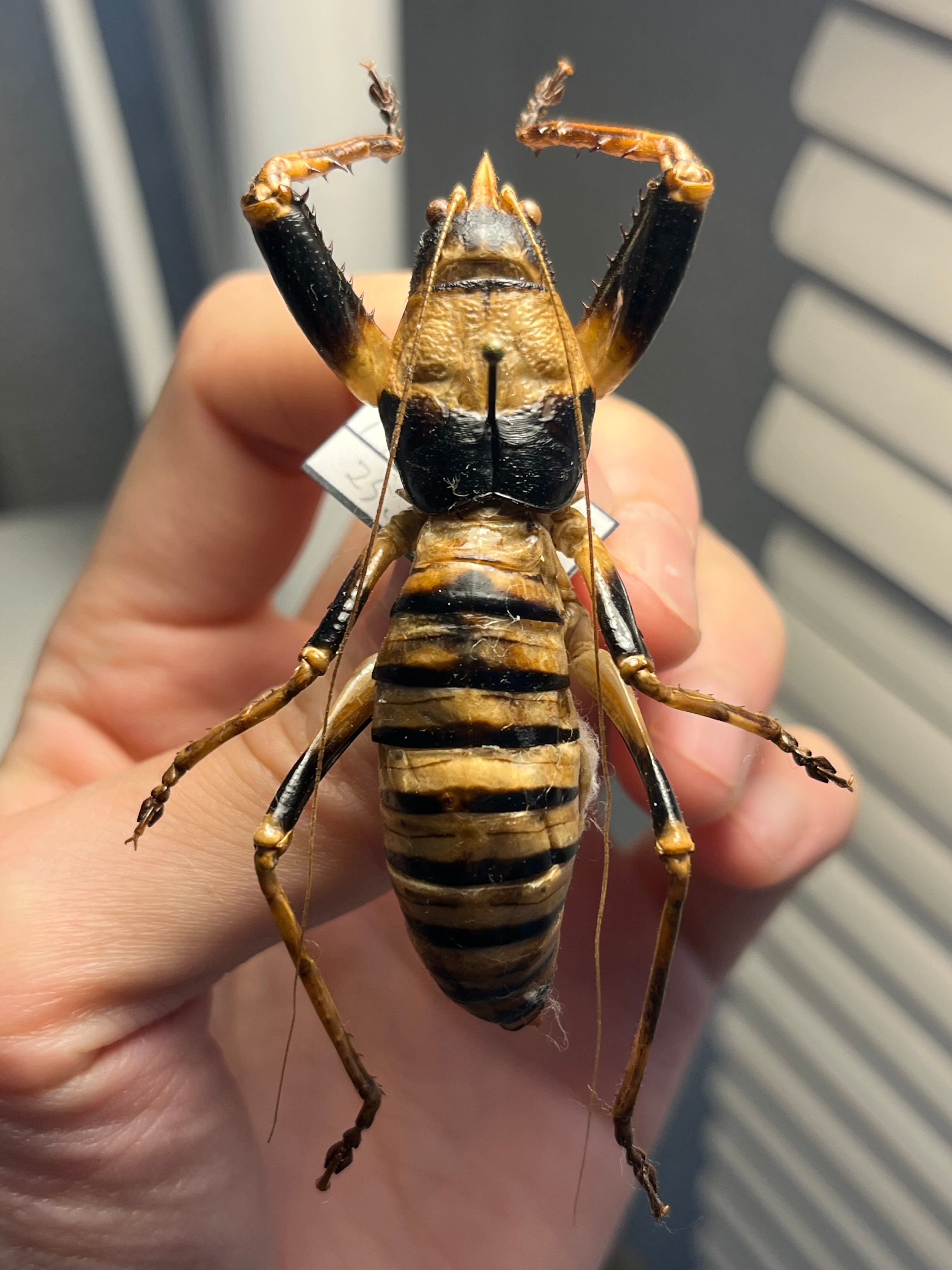 直翅類 | オモニキチュウ