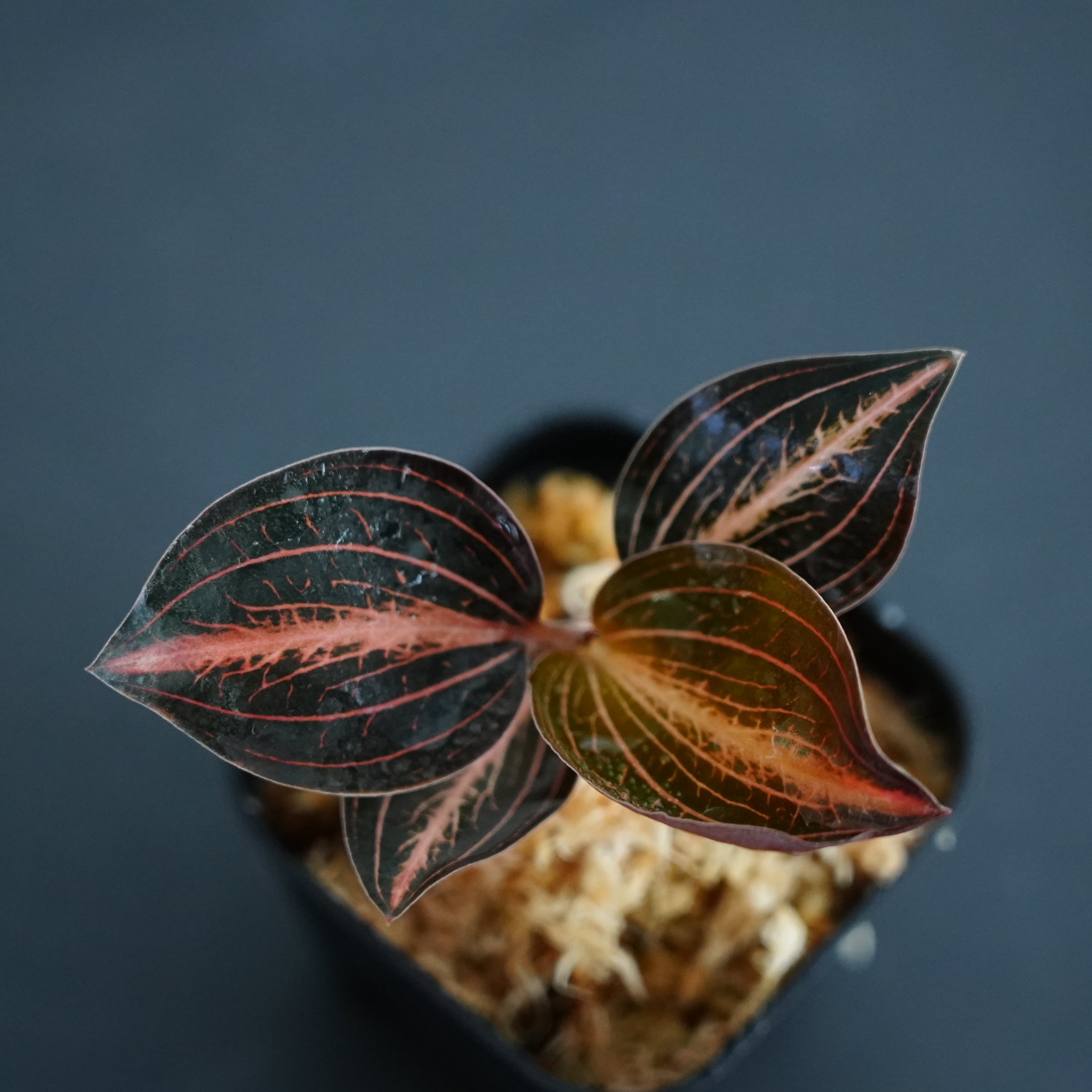 ◆現品◆L.discolor var.nigrescens × A. siamensis 'Red Velvet'【ジュエルオーキッド宝石蘭/B&L】#934