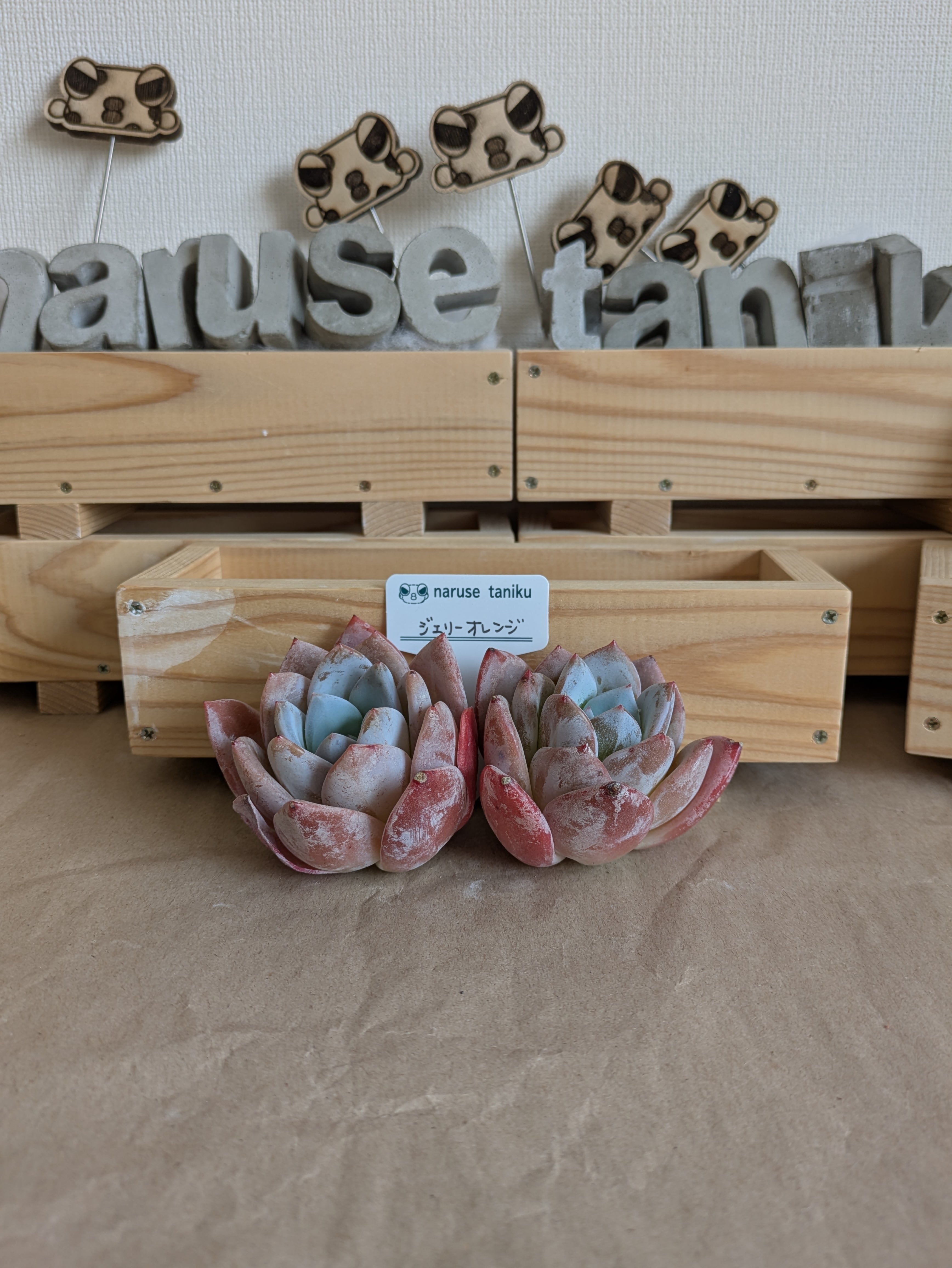 ジェリーオレンジ 多肉植物 | 成瀬多肉