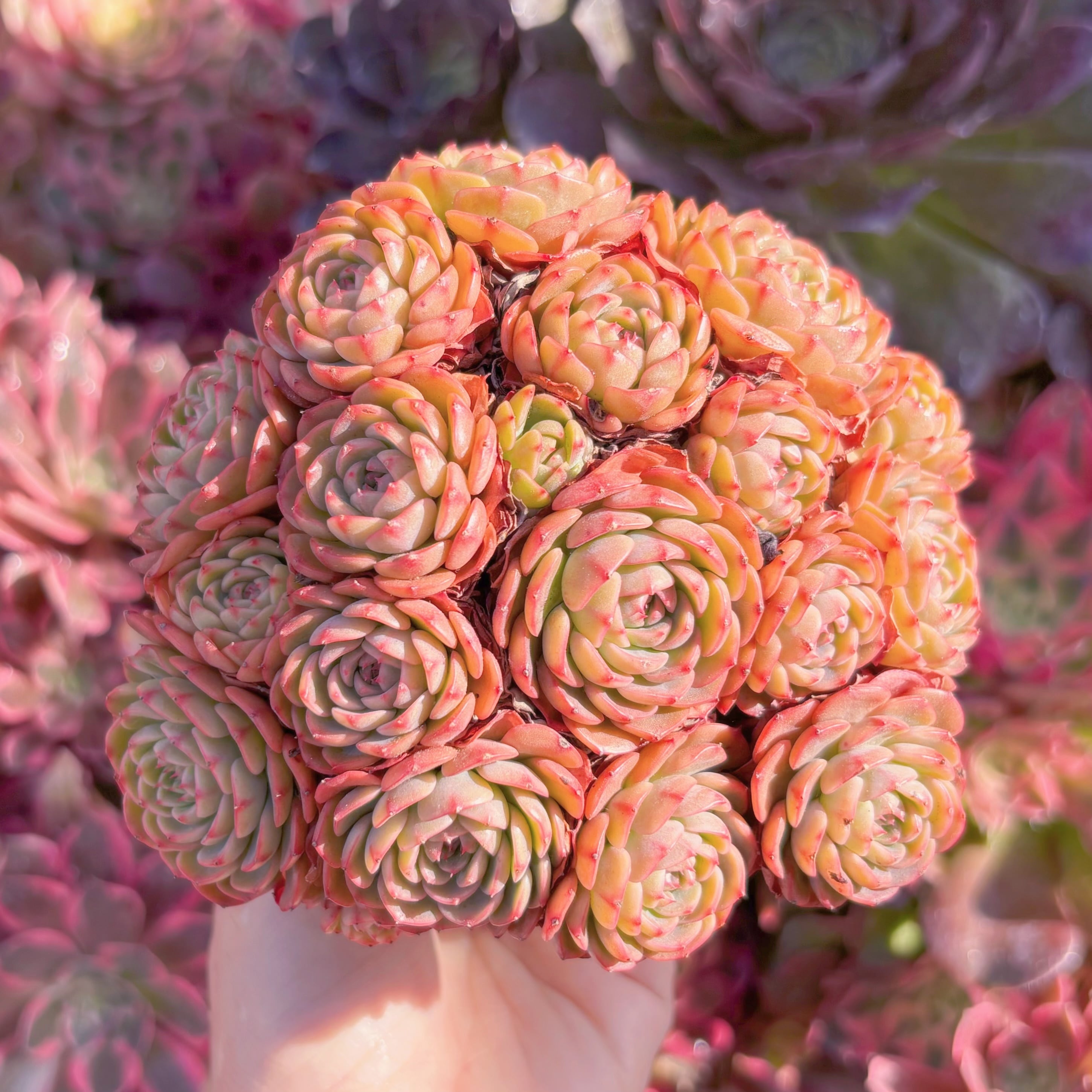 多肉植物　シュガーベイビー　群生　新入荷　るる農園