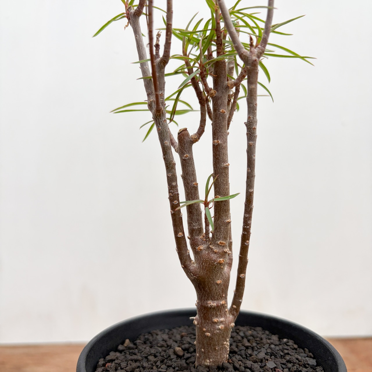 Euphorbia balsamifera【ユーフォルビア・バルサミフェラ】