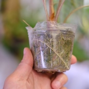 アロカシア バンビーノ イエロー / Alocasia bambino variegated 'Yellow'⑰ / 観葉植物