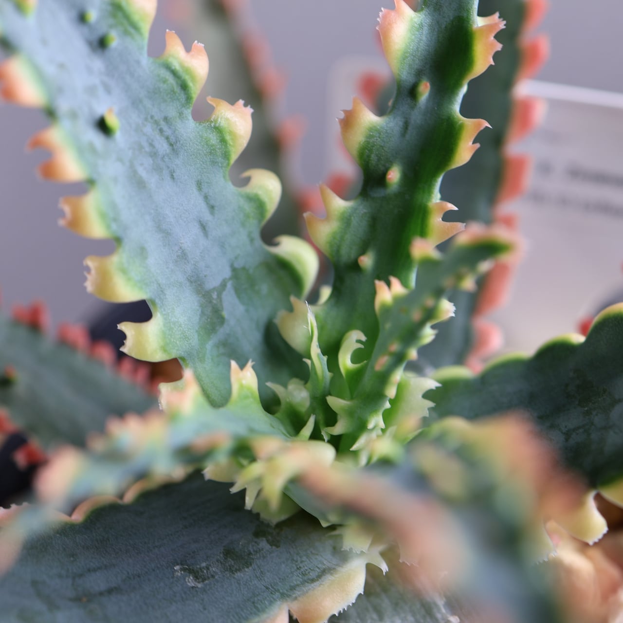 614『アロエ Aloe Sawbones' K zimmerman』観葉植物【送料無料