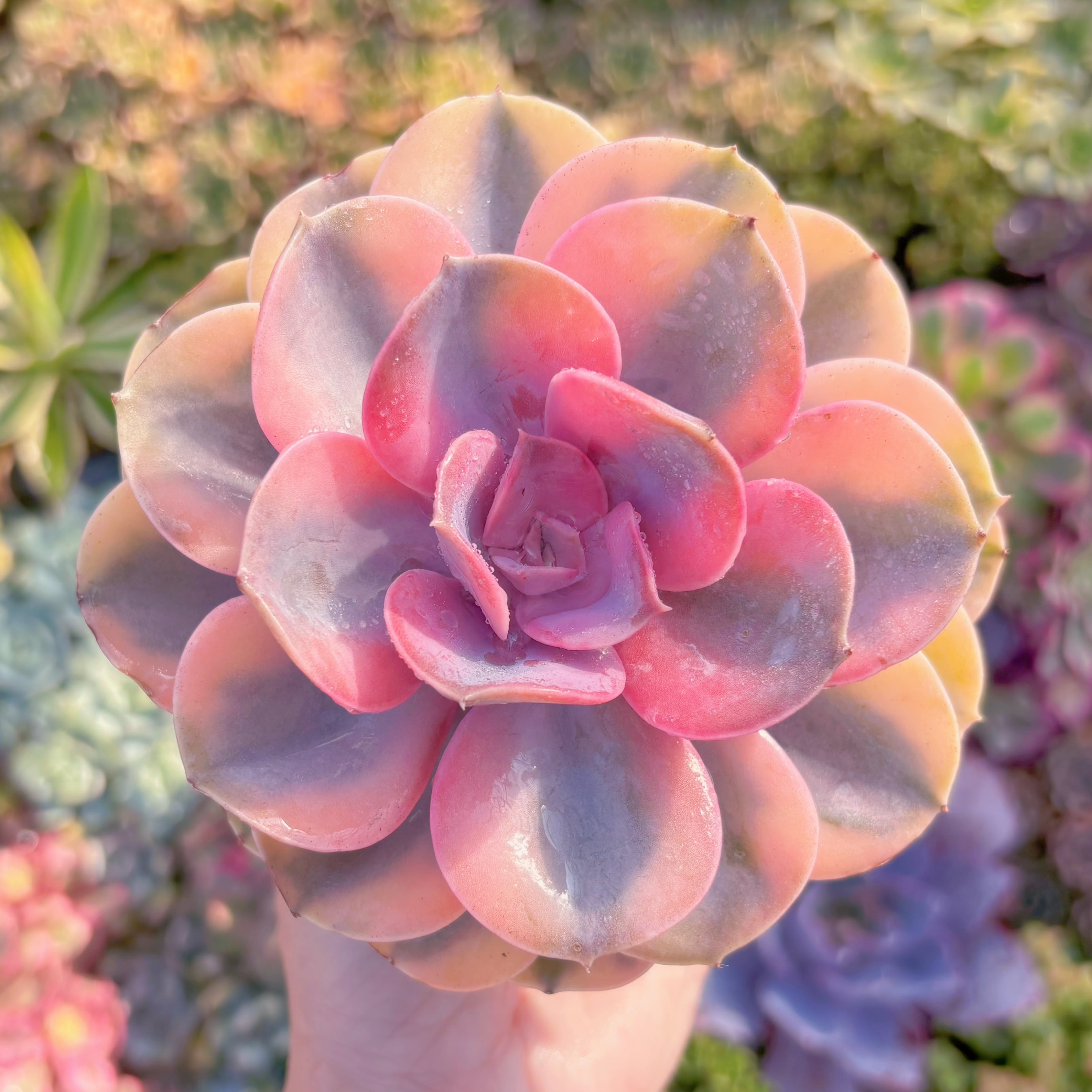 多肉植物　レインボー　新入荷　るる農園