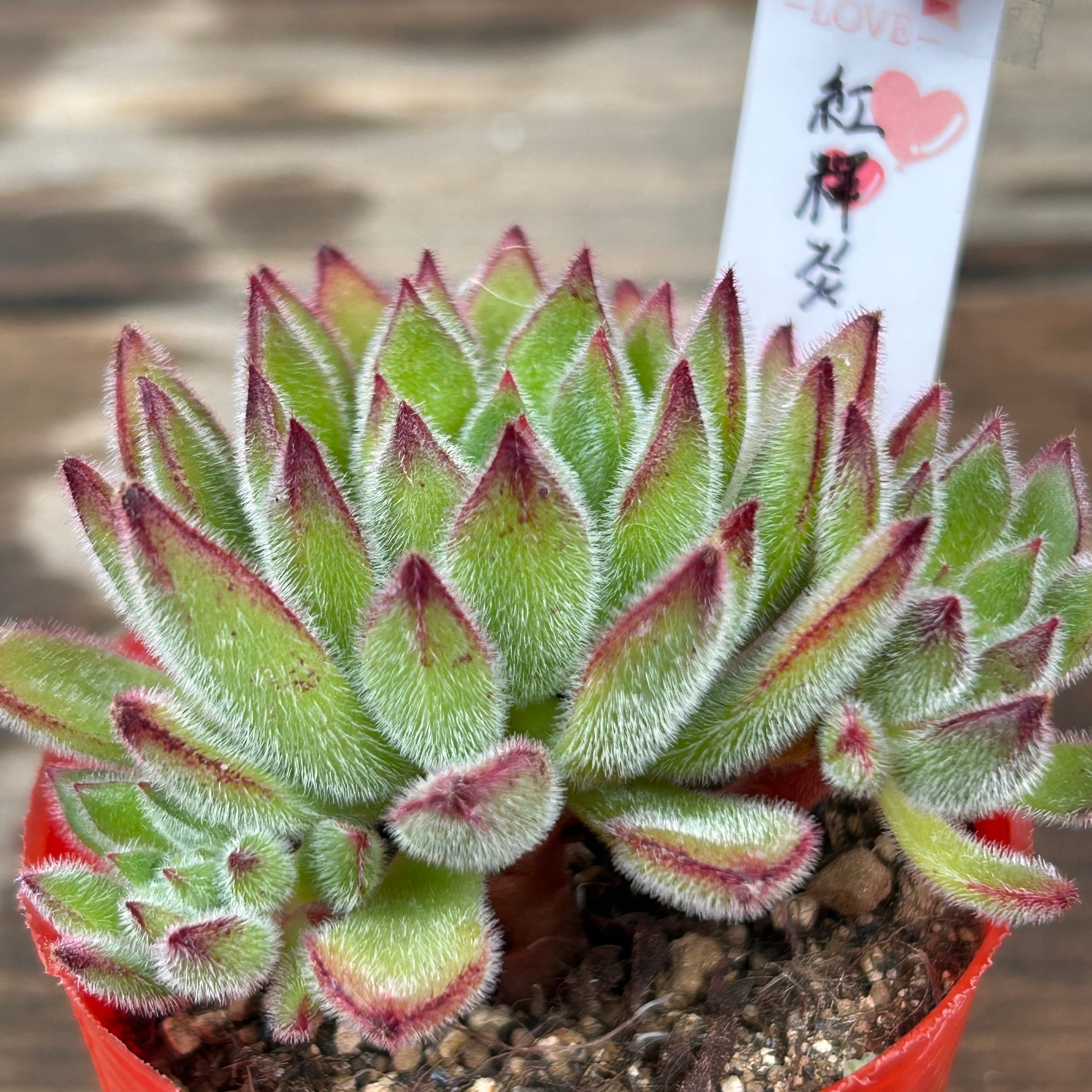 紅輝炎 | RuPo 多肉植物専門店