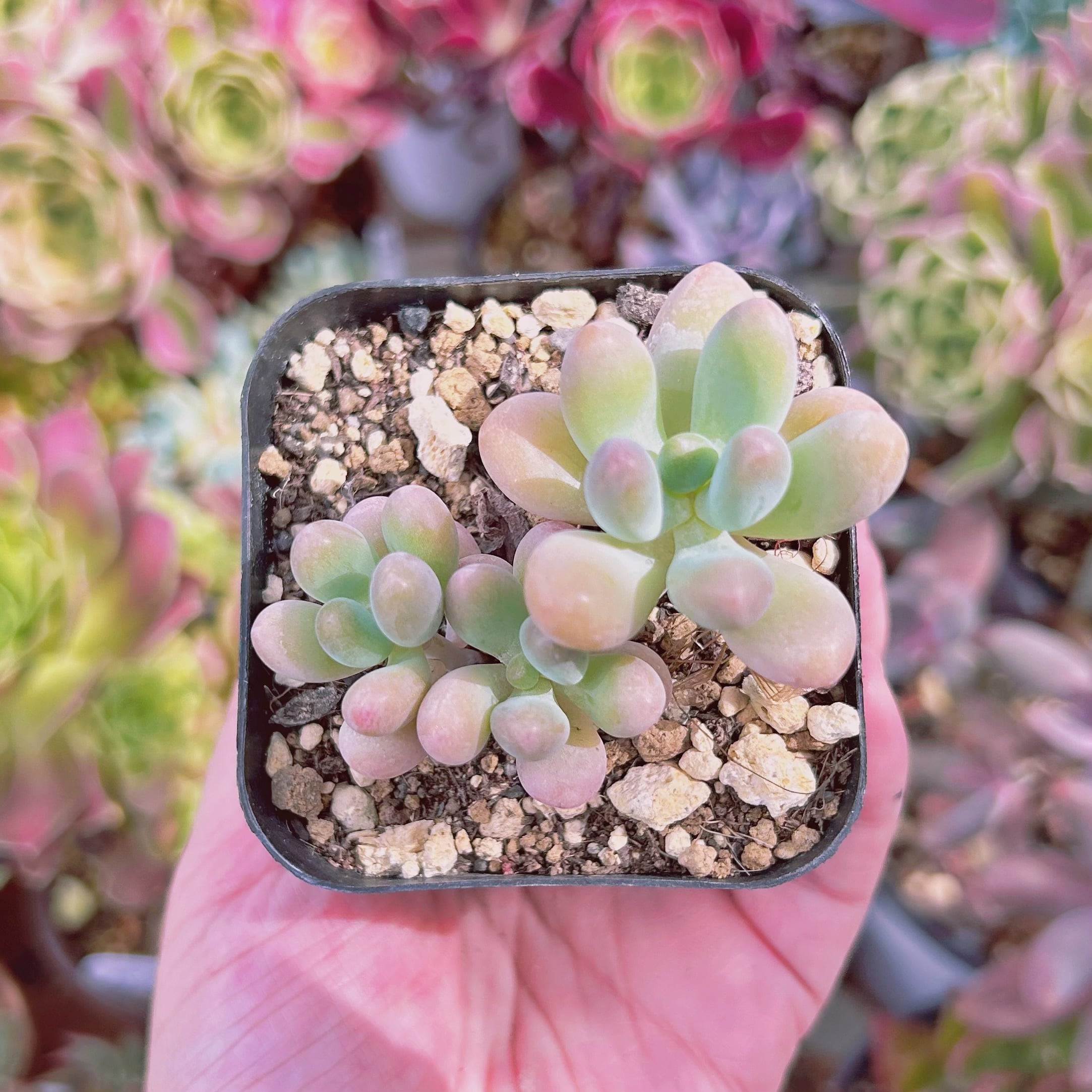 現物　多肉植物　パトリックスター　抜き苗