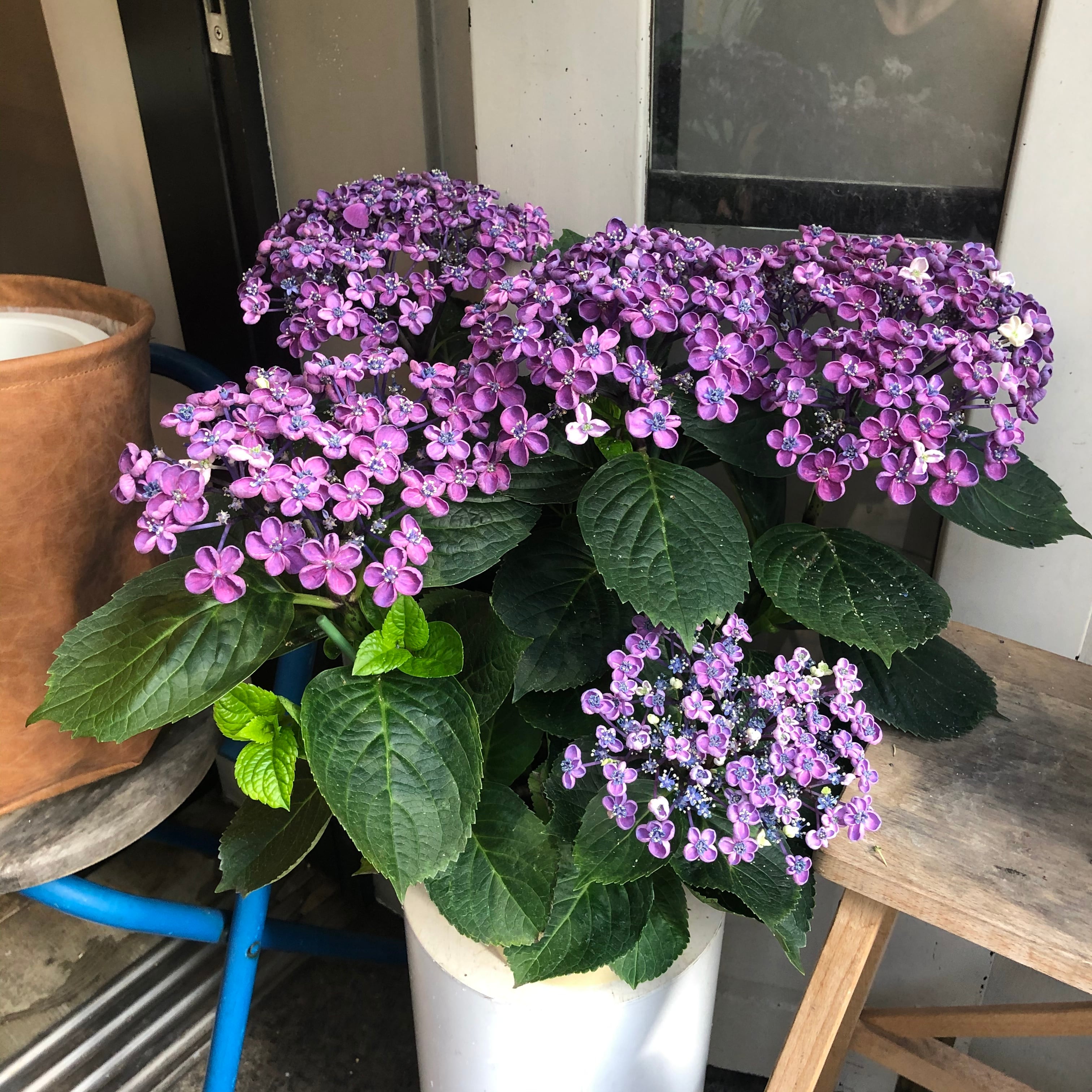 あじさい ちょっと個性的な紫陽花 ギフトにもおすすめ | ハルカゼフラワー