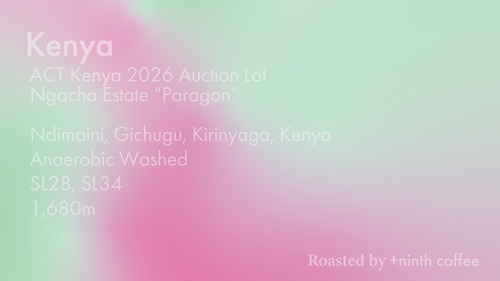 Kenya Ngacha ”Paragon" ACT 2025 Auction Lot, SL28, SL34 - Anaerobic Washed 30g 〜