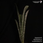【送料無料】Quesnelia marmorata〔ケスネリア〕現品発送Q0017
