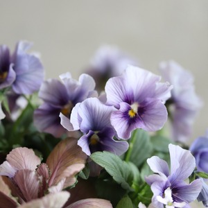 冬から春に楽しむ寄せ植え　シクラメン森の妖精とNorthIslandビオラのシャビームラサキカラーのハボタンのバスケットの寄せ植え　お正月にオススメ　届いてすぐ玄関に飾れる 　プレゼントにもオススメ　